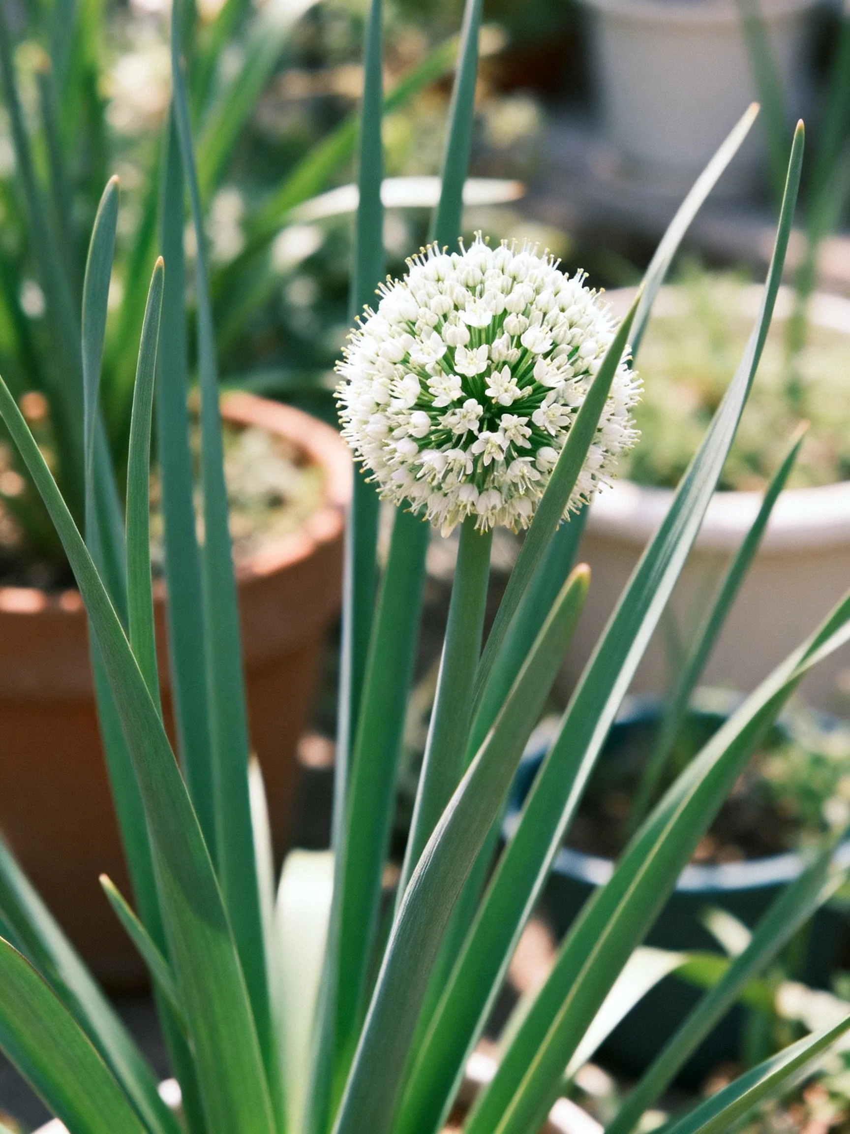 Tall green leafy plants surround a spherical white flower in pots