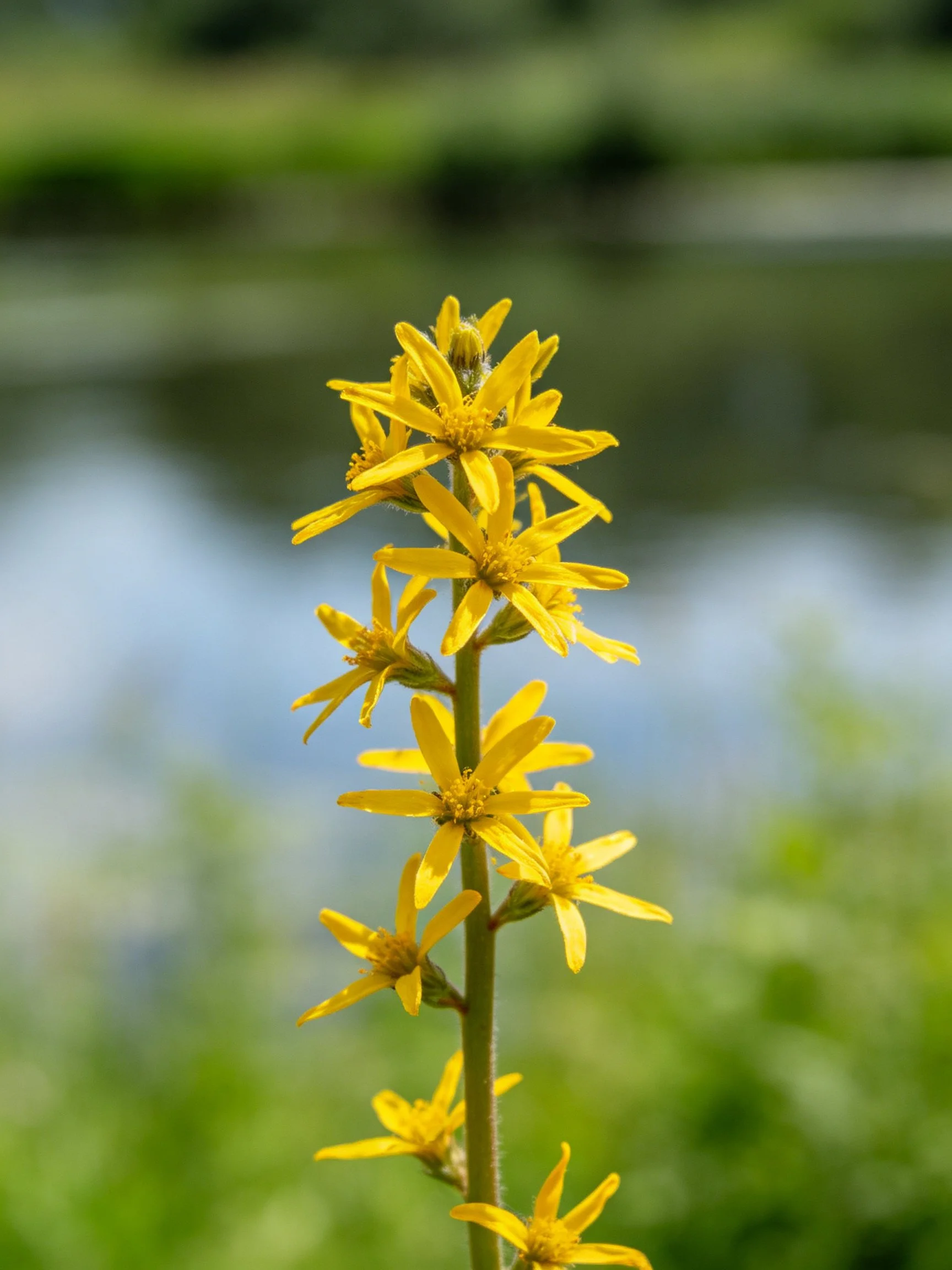 Tall stem with numerous bright yellow flowers near a water body
