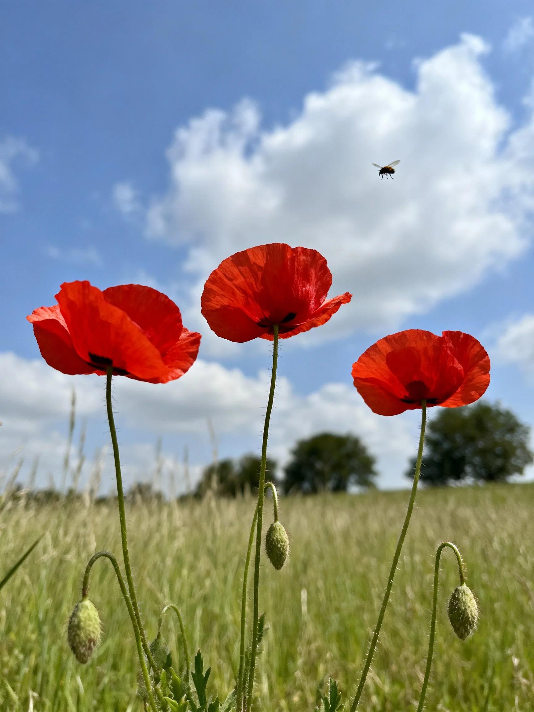 Three Red Poppies in a Green Field with Blue Sky
