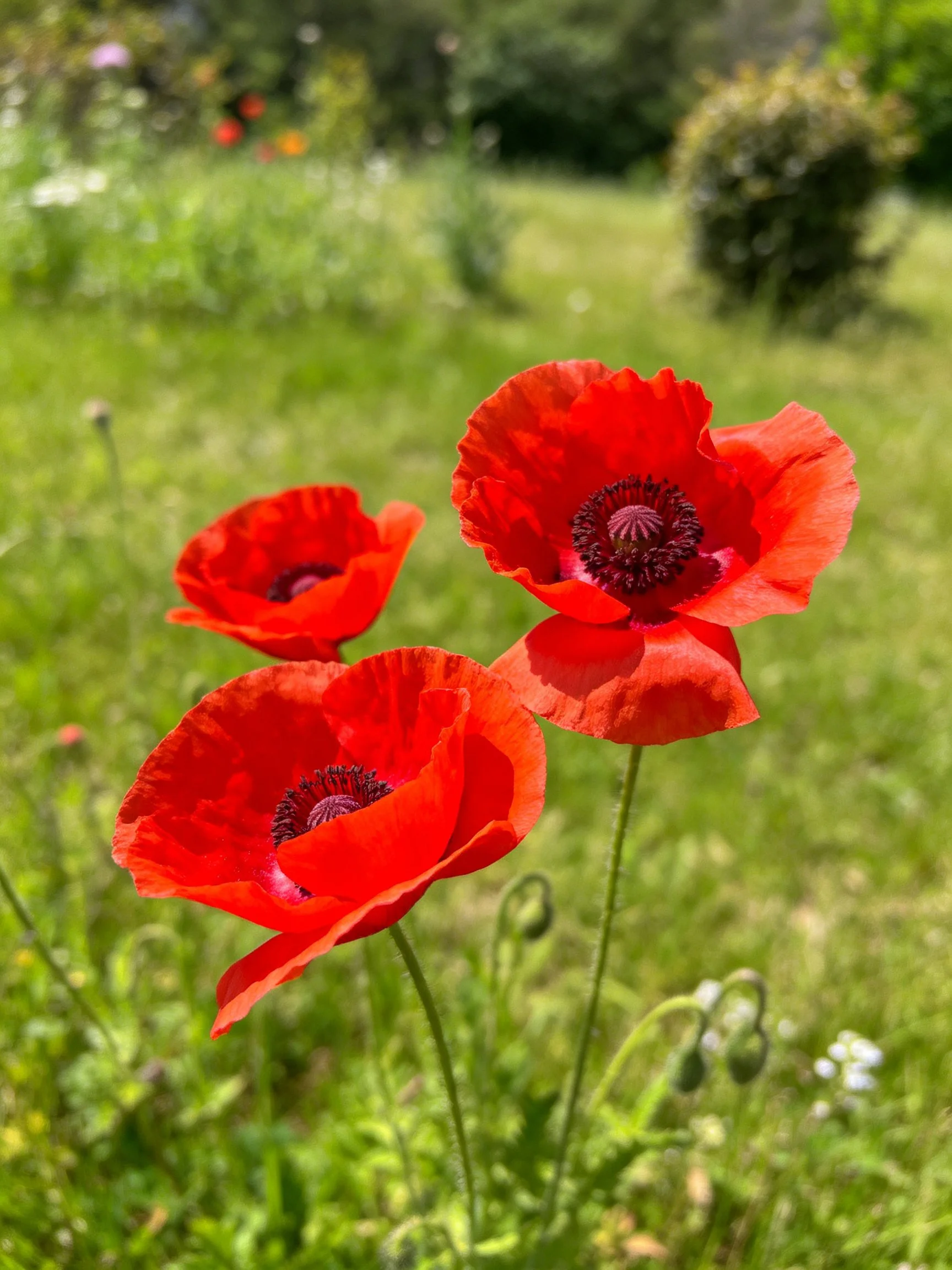 Three bright red poppies bloom in a lush green meadow
