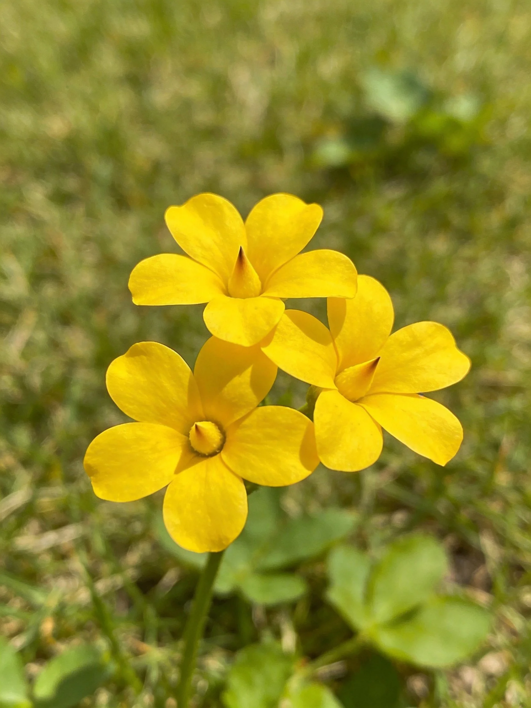 Three bright yellow flowers cluster amid green grass