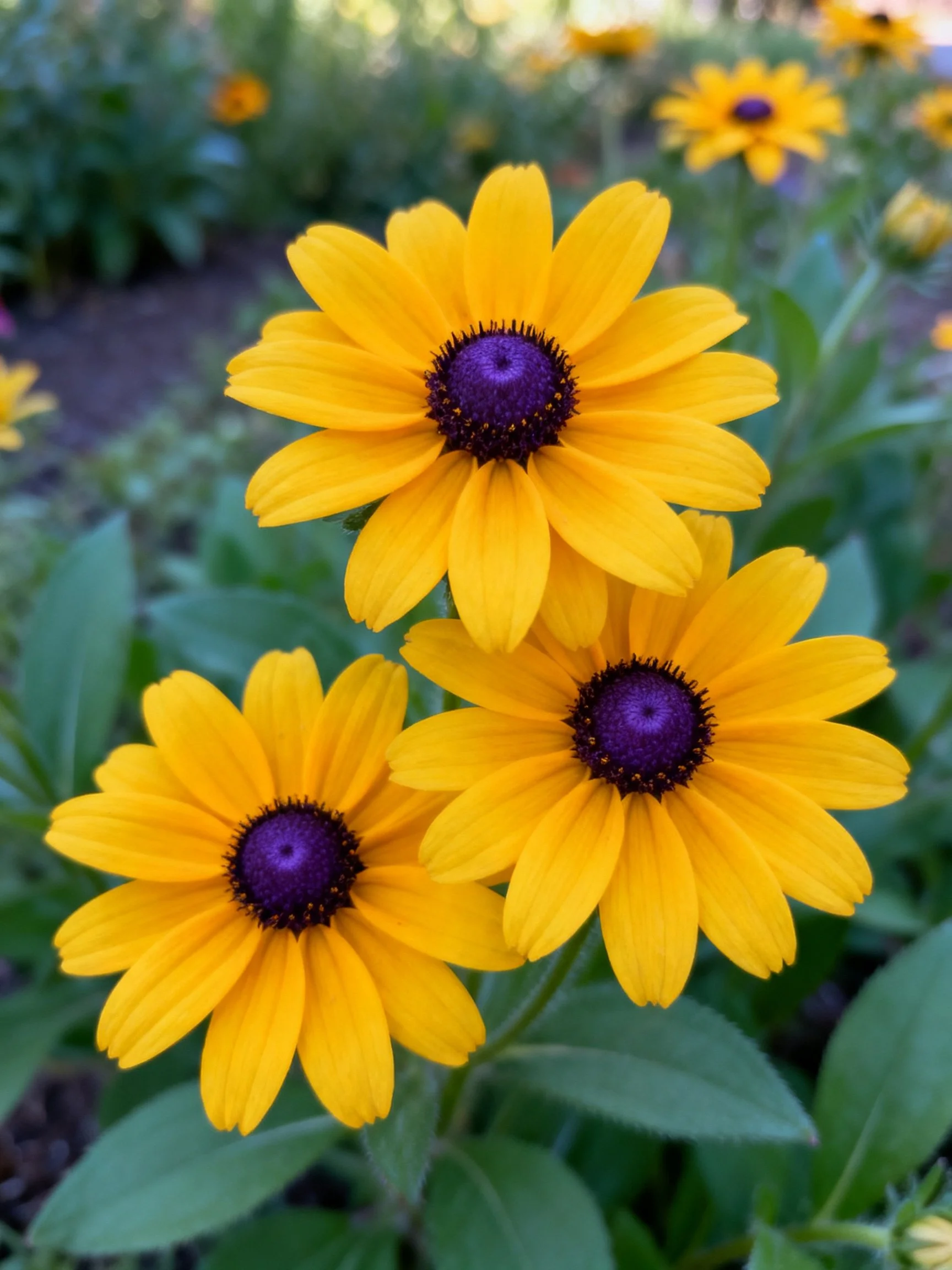 Three bright yellow flowers with deep purple centers among green foliage