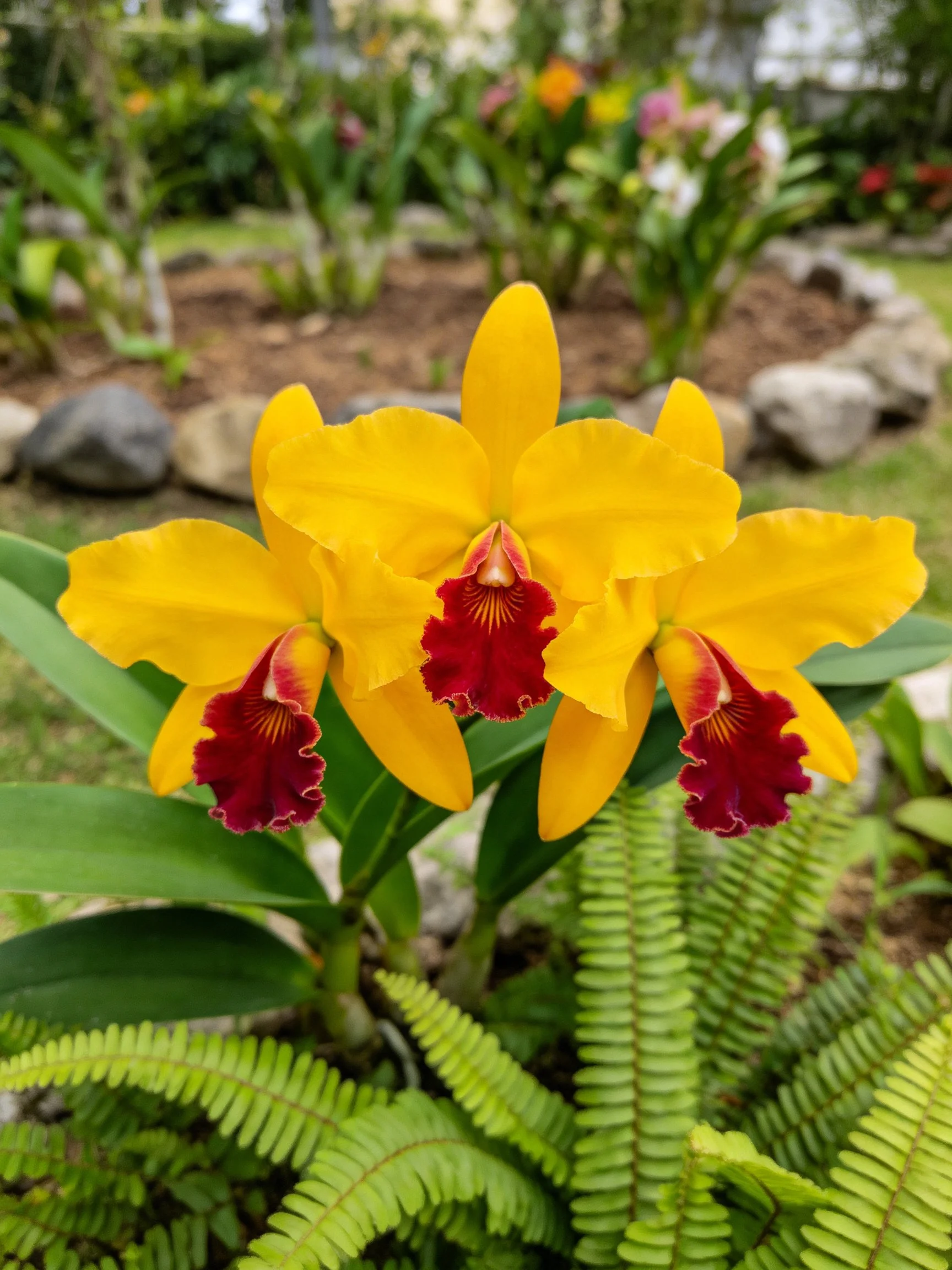 Three bright yellow orchids with maroon centers amid ferns