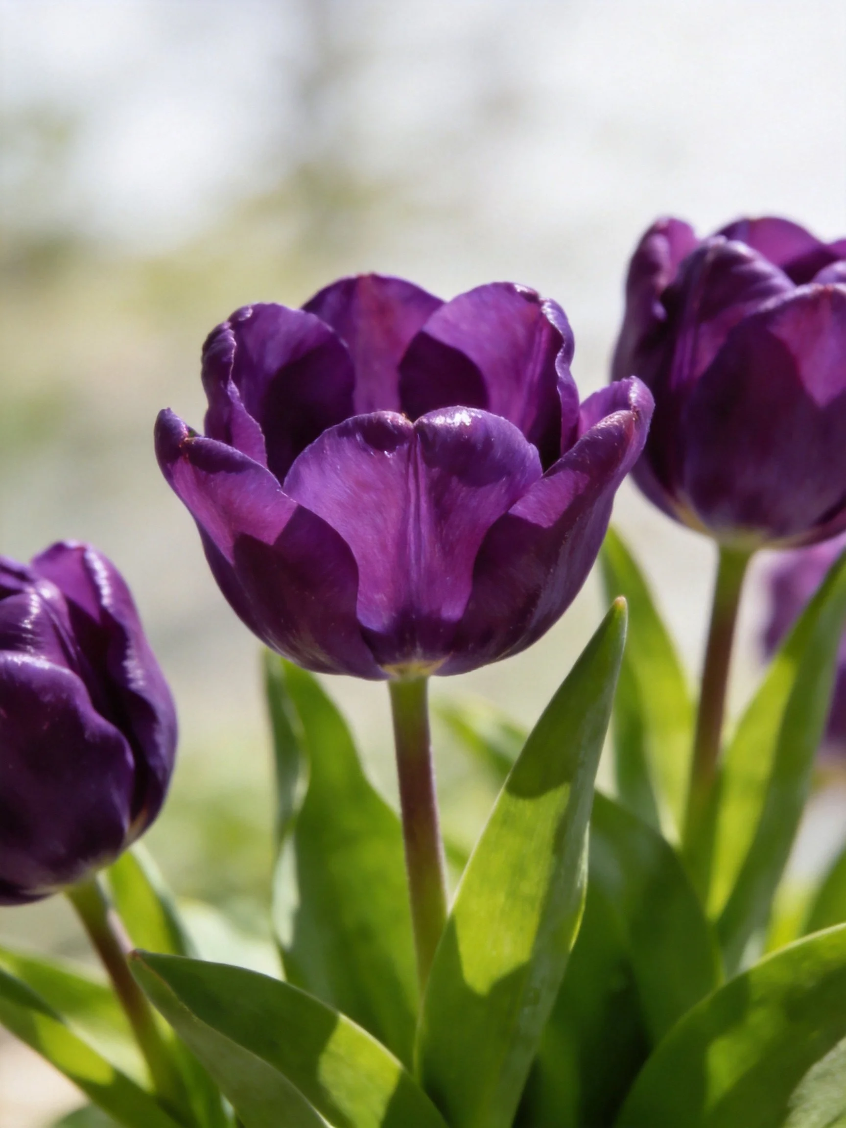 Three deep purple tulips with green foliage