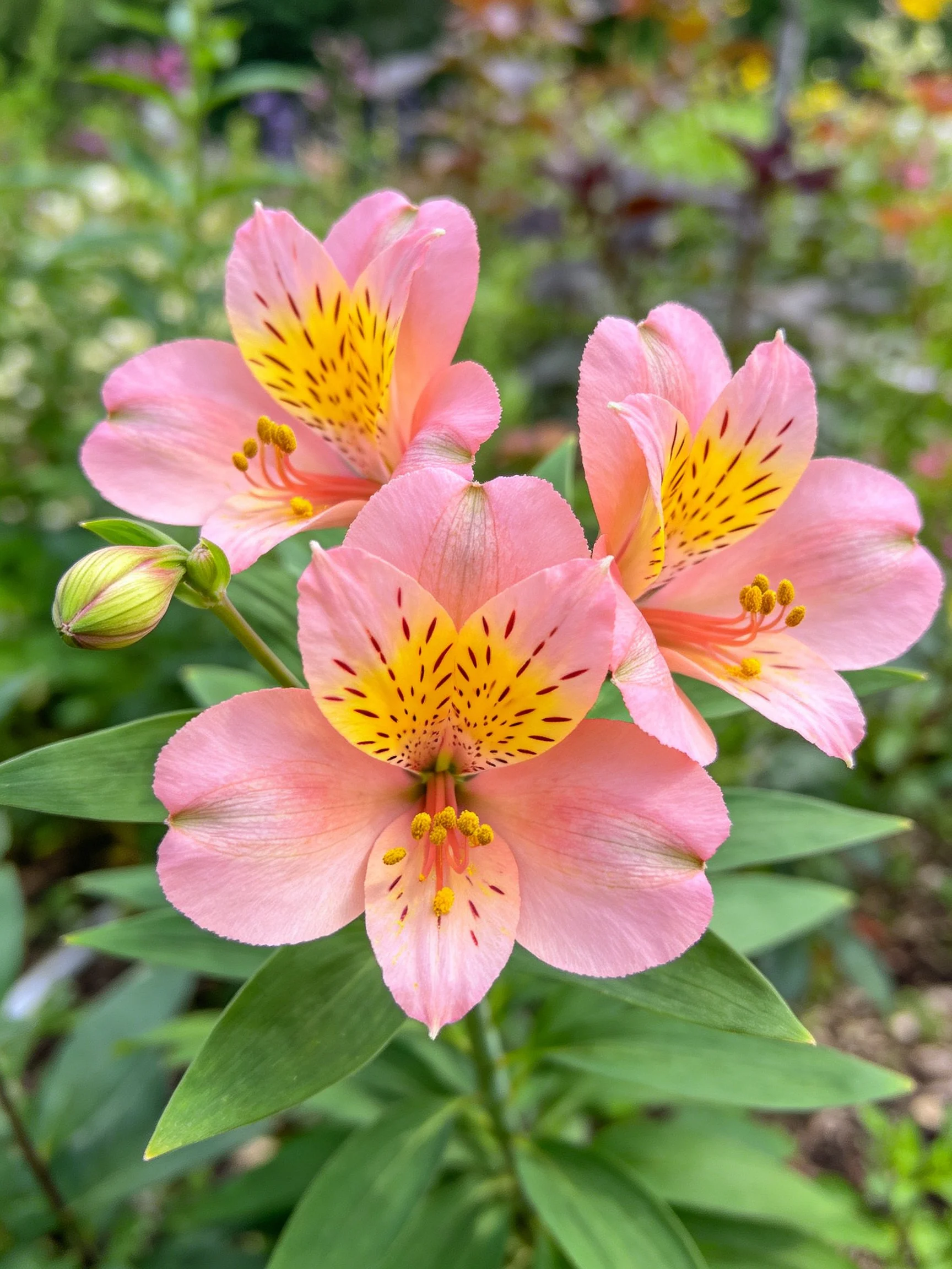 Three pink alstroemeria blooms with yellow centers amid green foliage