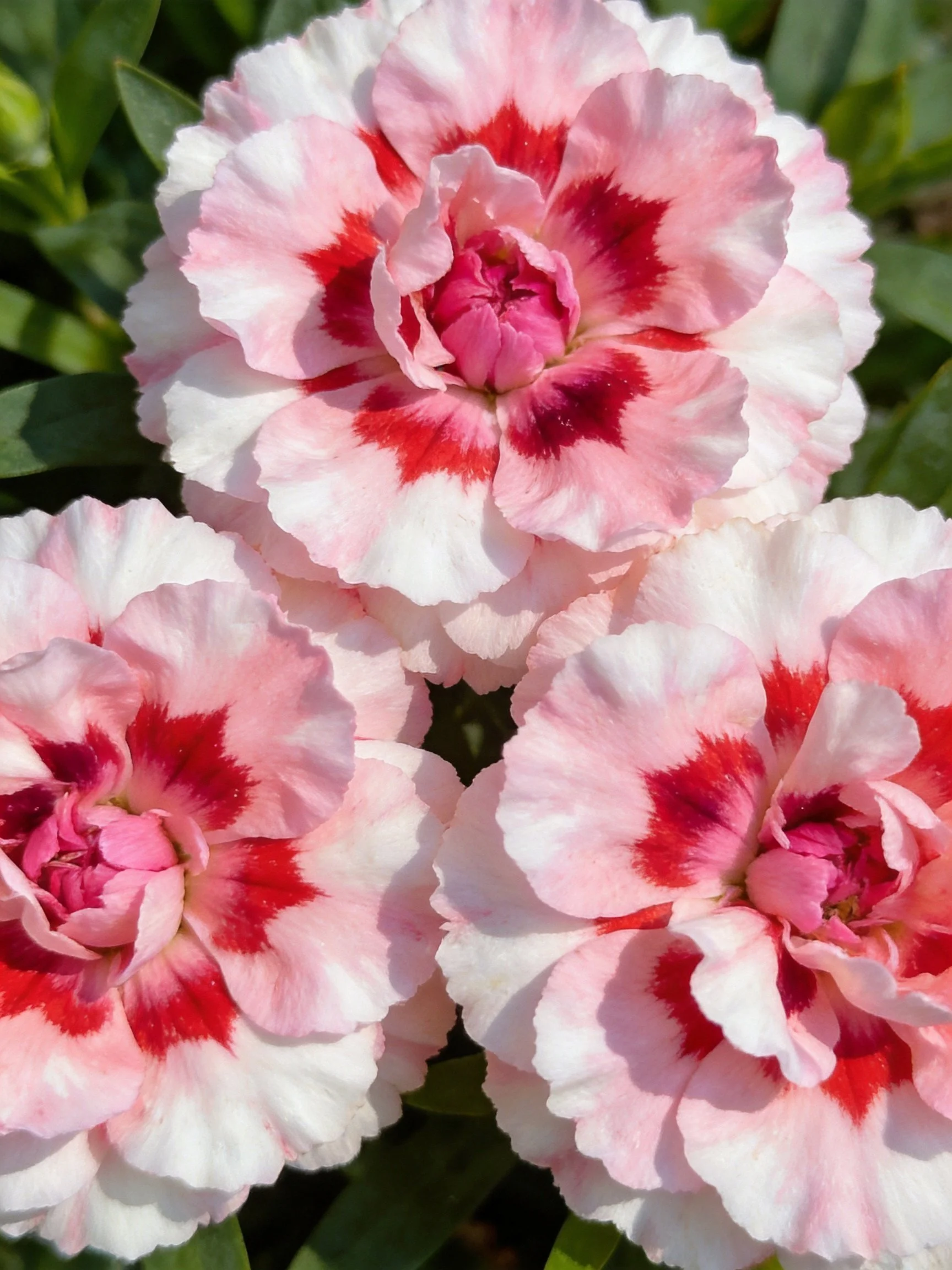 Three pink and red variegated carnations with lush green foliage