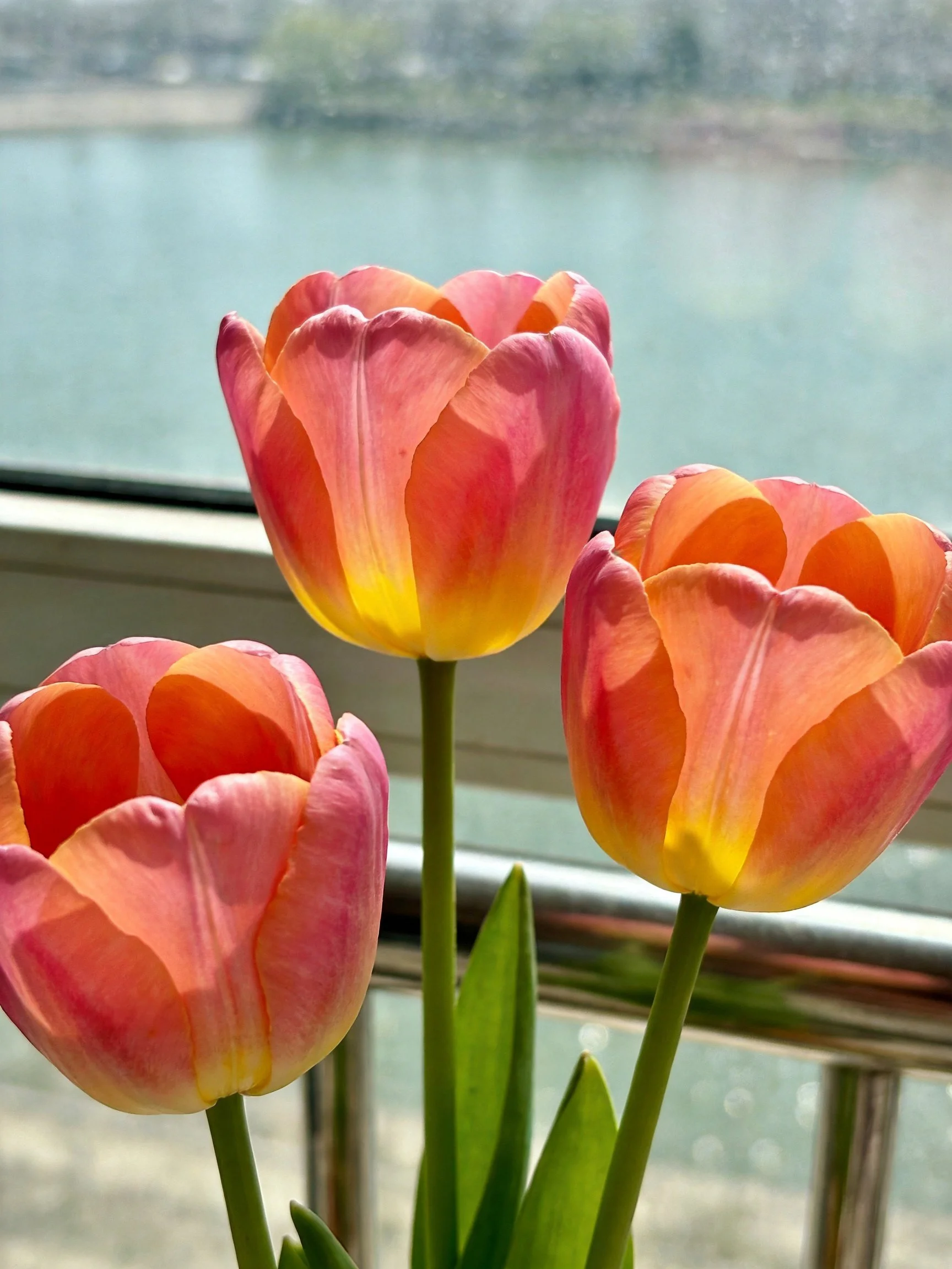 Three pink and yellow tulips near a window with a water view