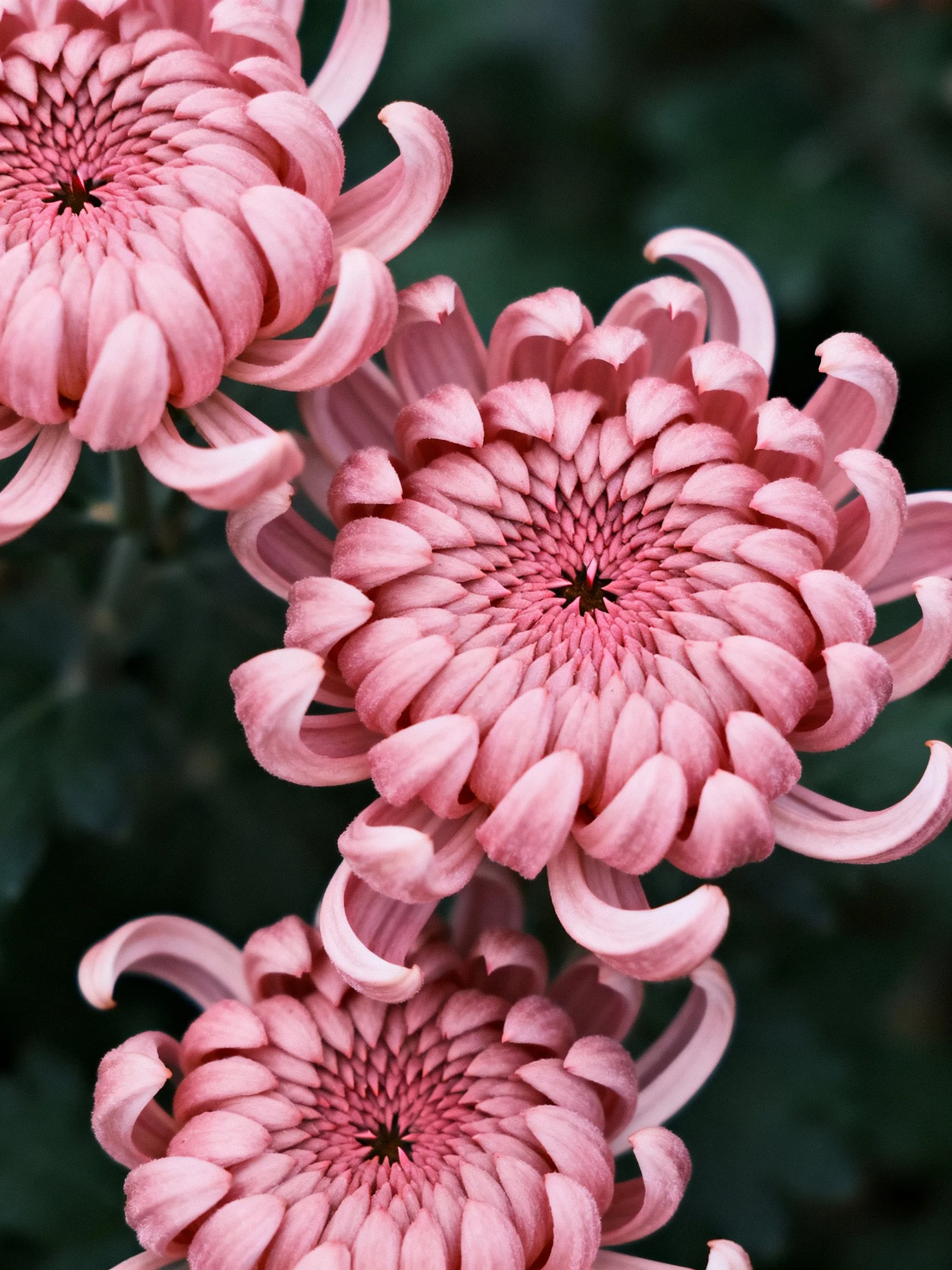 Three pink chrysanthemums with layered petals against dark foliage