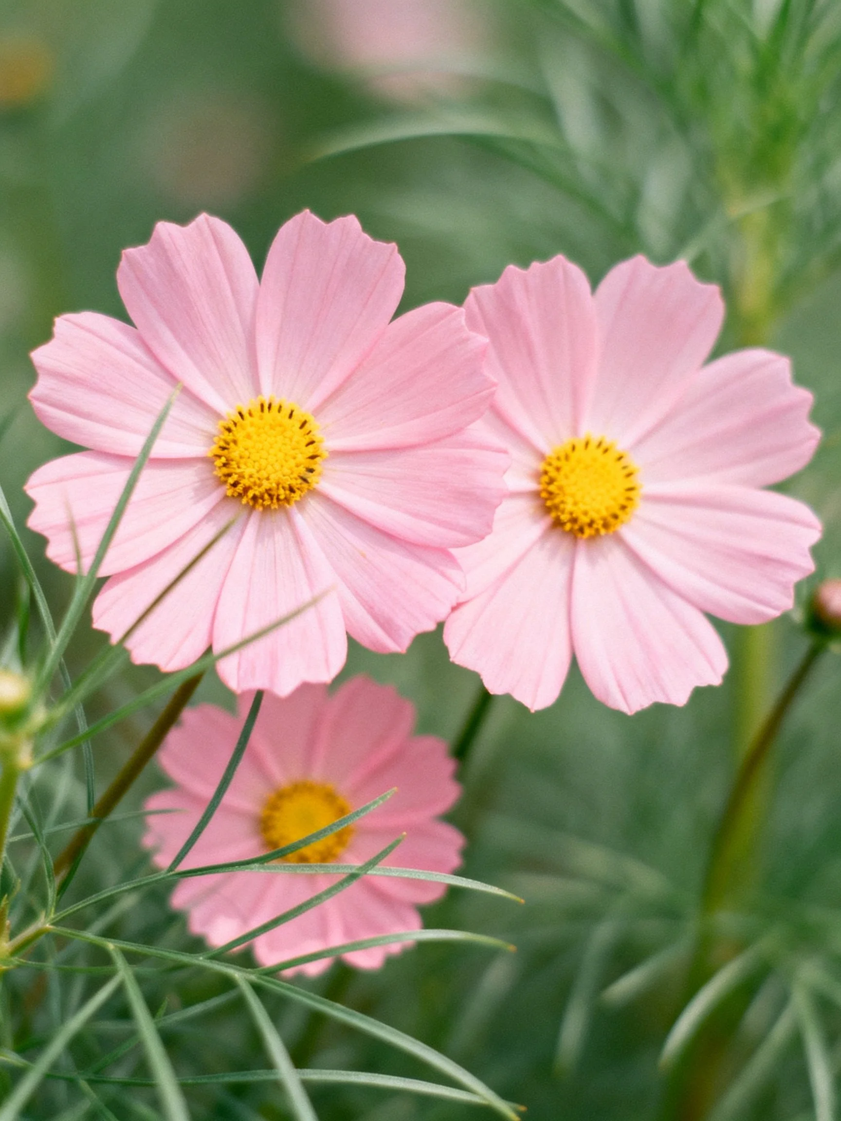 Three pink cosmos flowers with yellow centers among green foliage