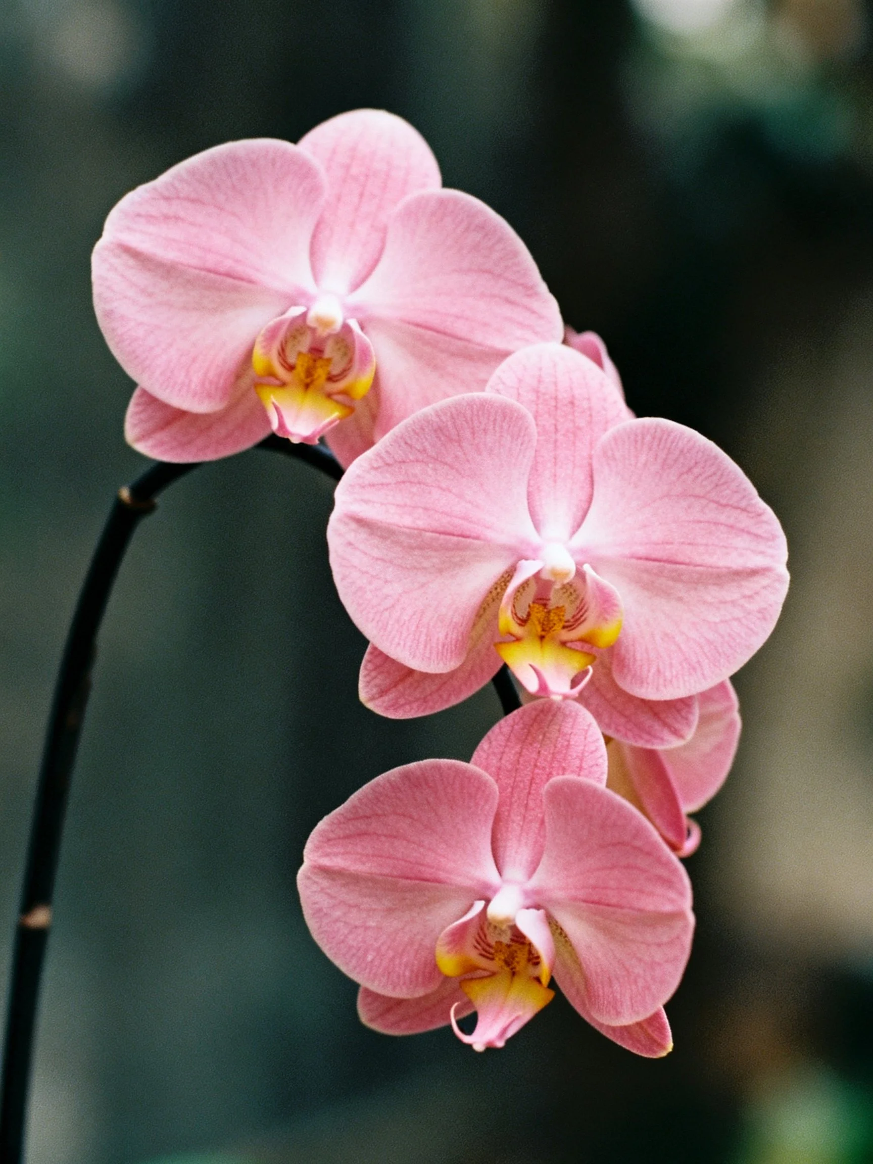 Three pink orchid blooms with yellow centers on a dark stem