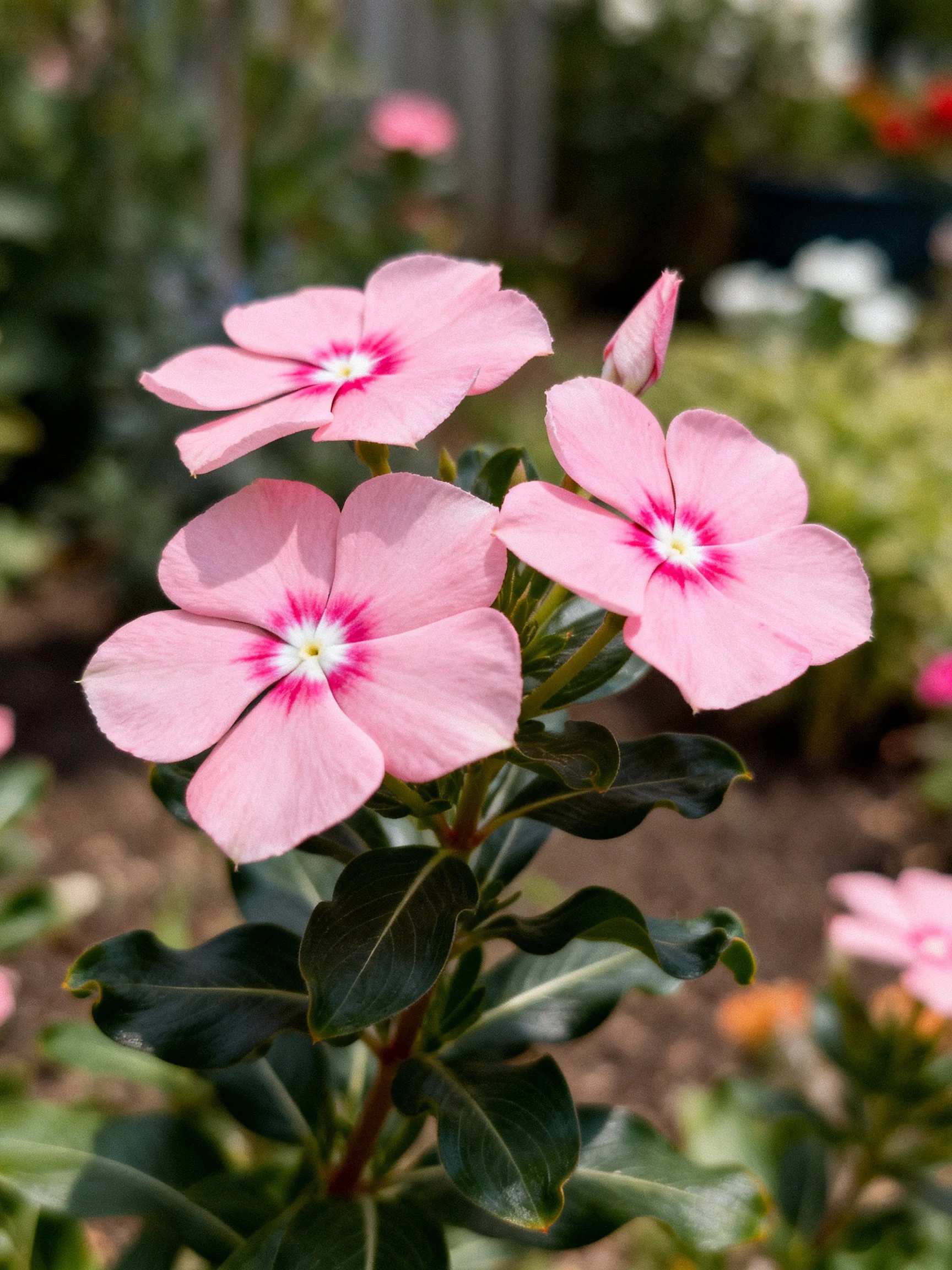 Three pink periwinkle flowers with dark centers in a garden setting