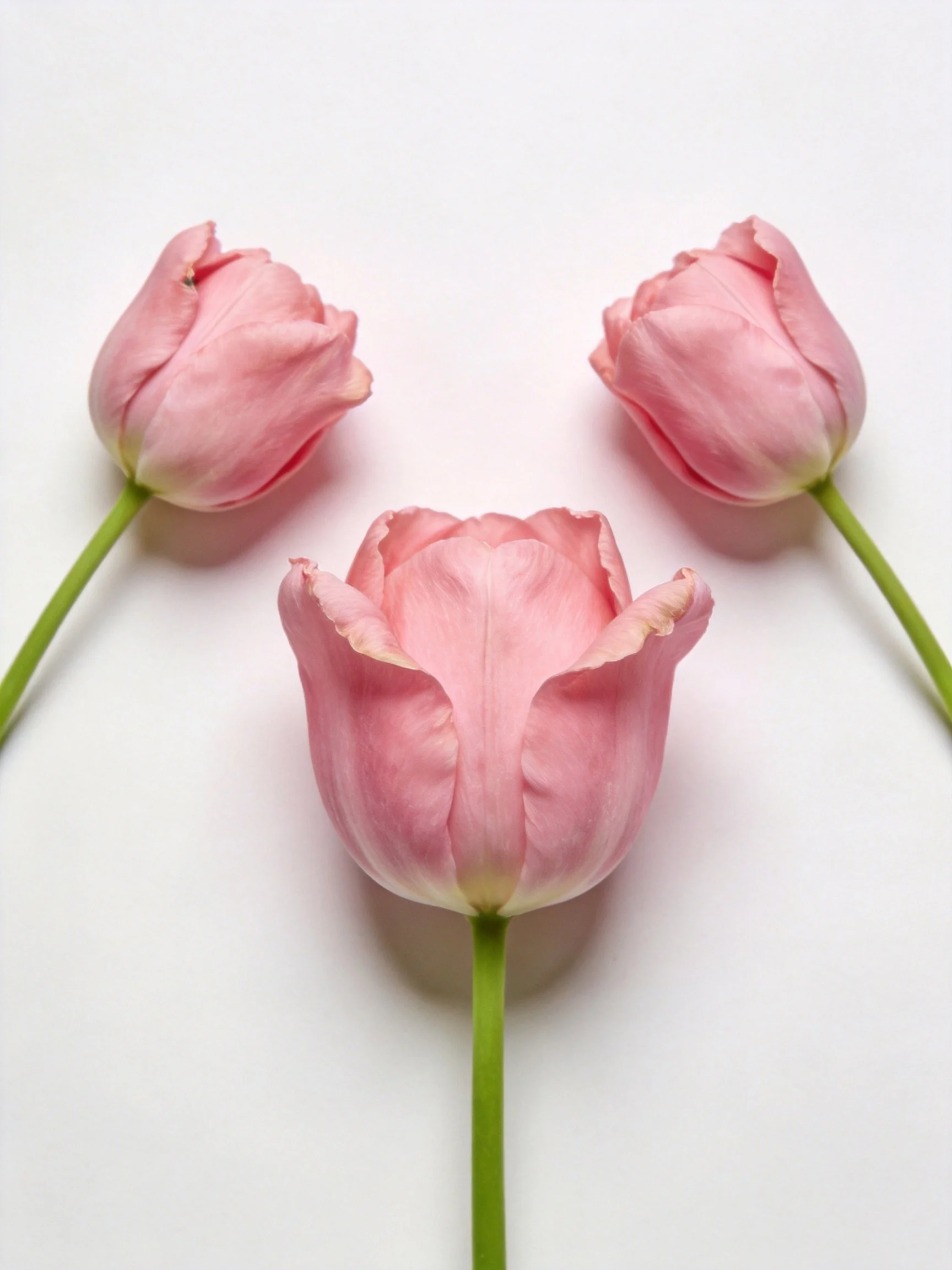 Three pink tulips arranged in a triangular pattern on a white surface