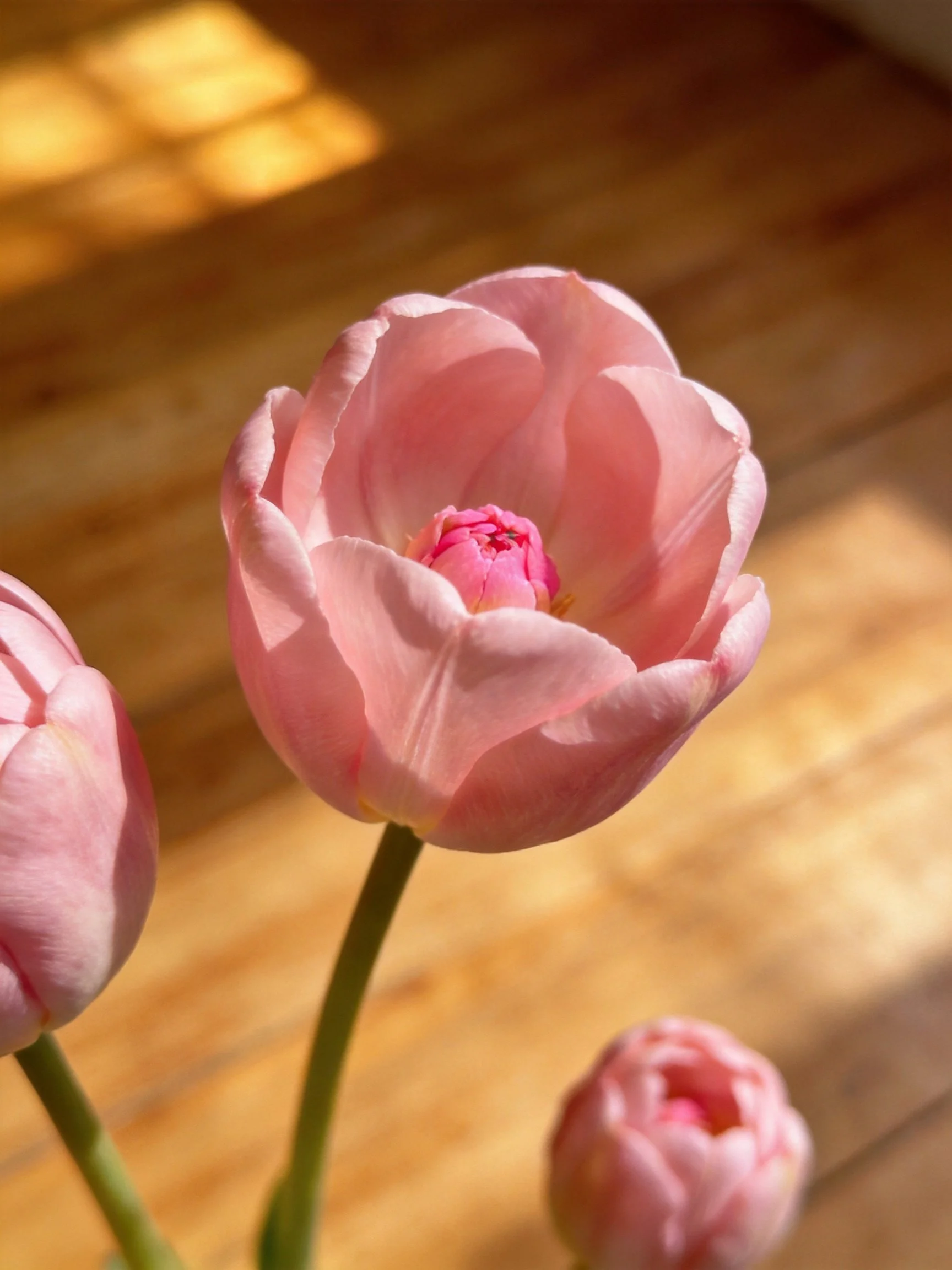 Three pink tulips with soft petals near wooden flooring