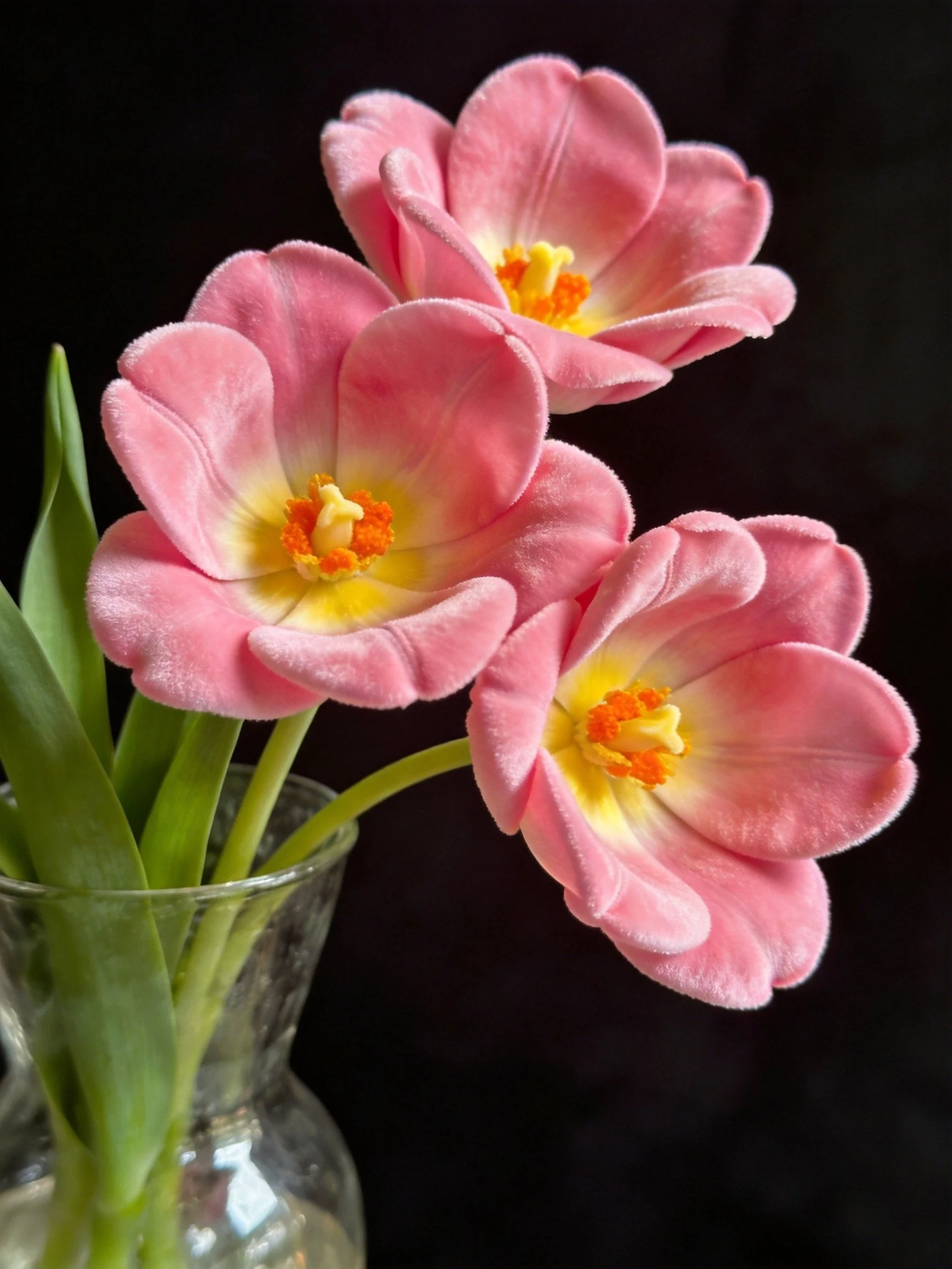 Three pink velvet tulip flowers in a clear glass vase