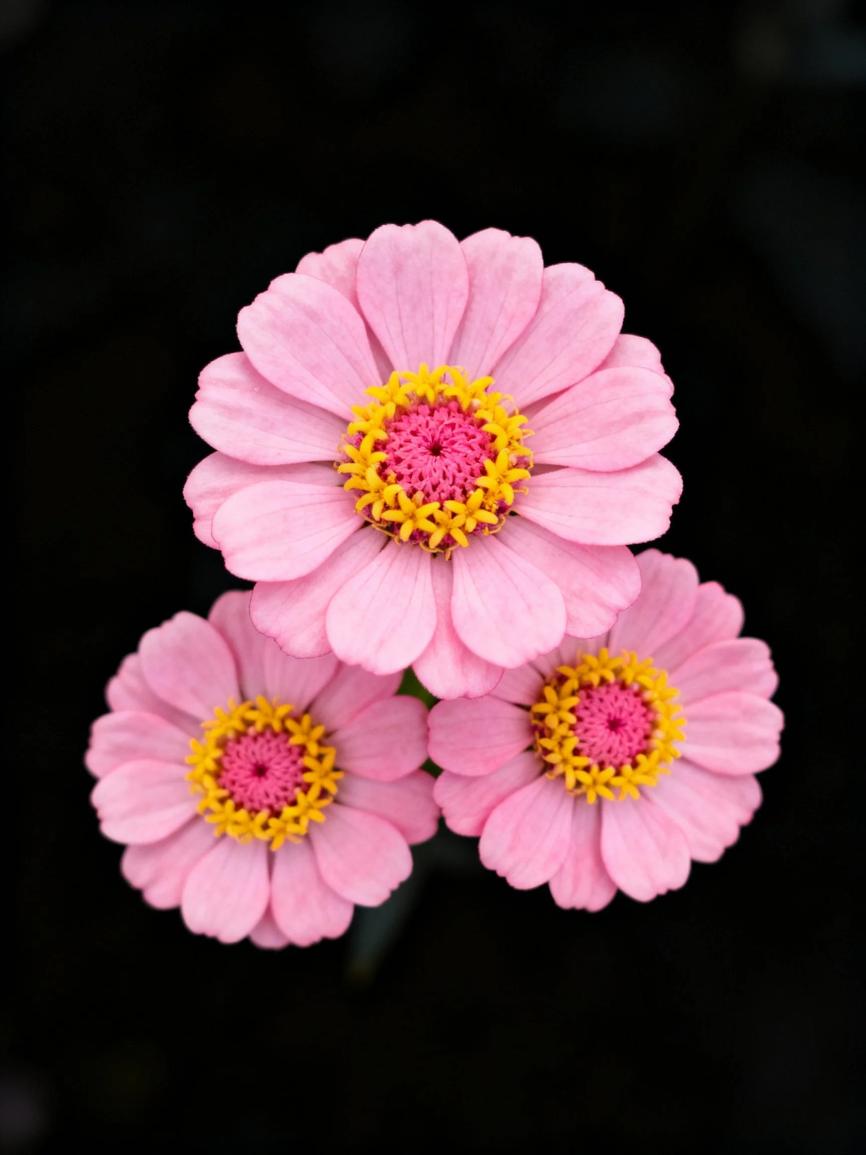 Three pink zinnia flowers with yellow and pink centers on black background