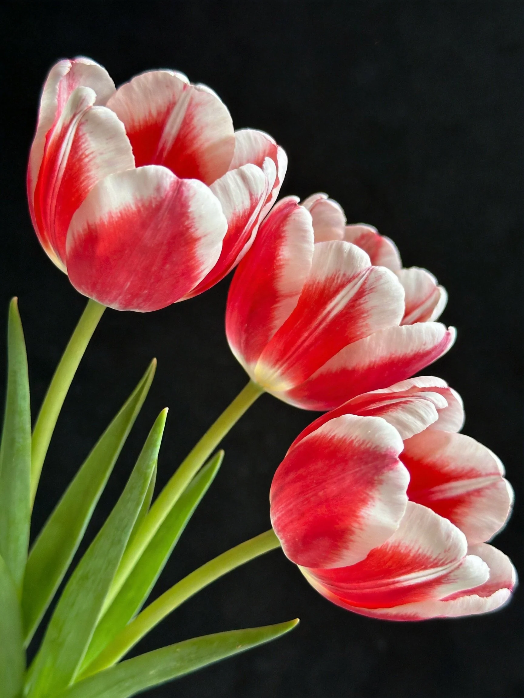 Three red and white tulip blooms with green stems on a black background