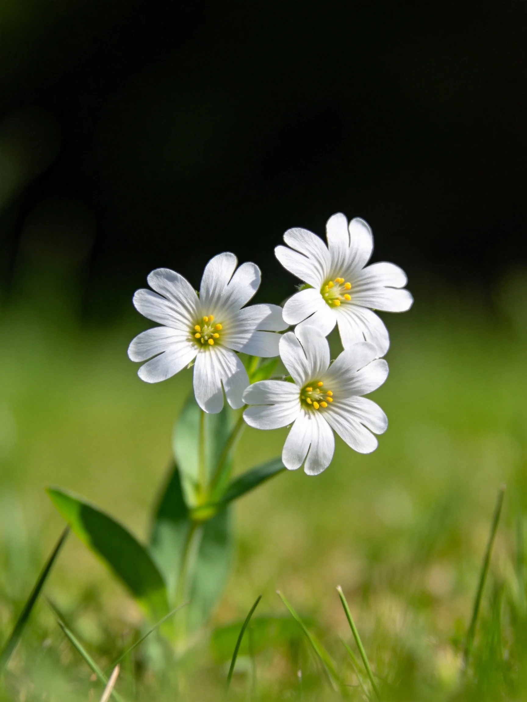 Three small white flowers with yellow centers blooming in green grass