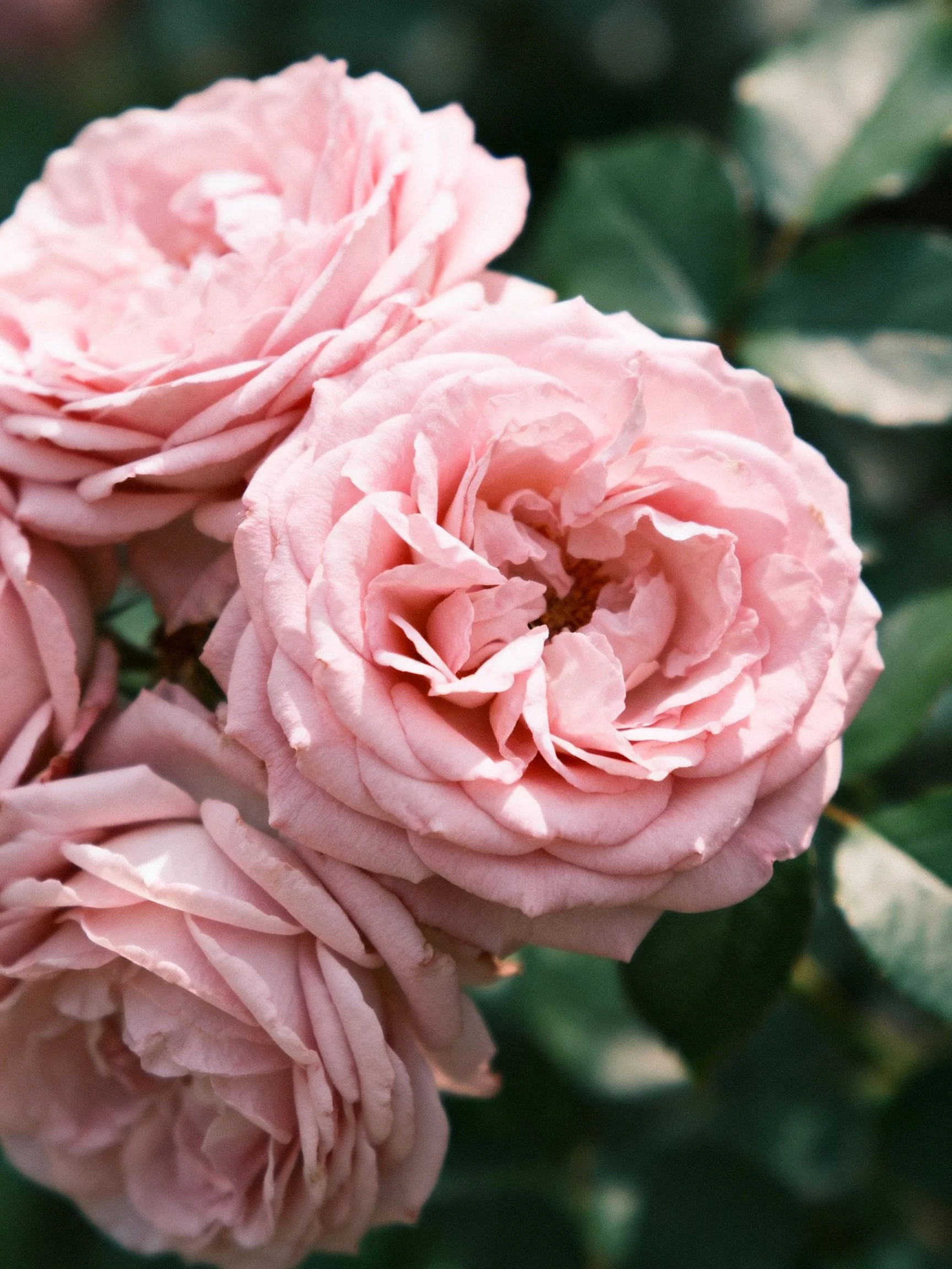 Three soft pink roses bloom amid dark green foliage