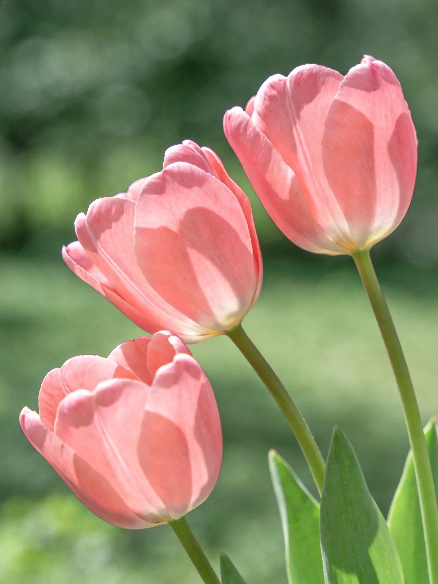 Three soft pink tulips against a blurred green backdrop