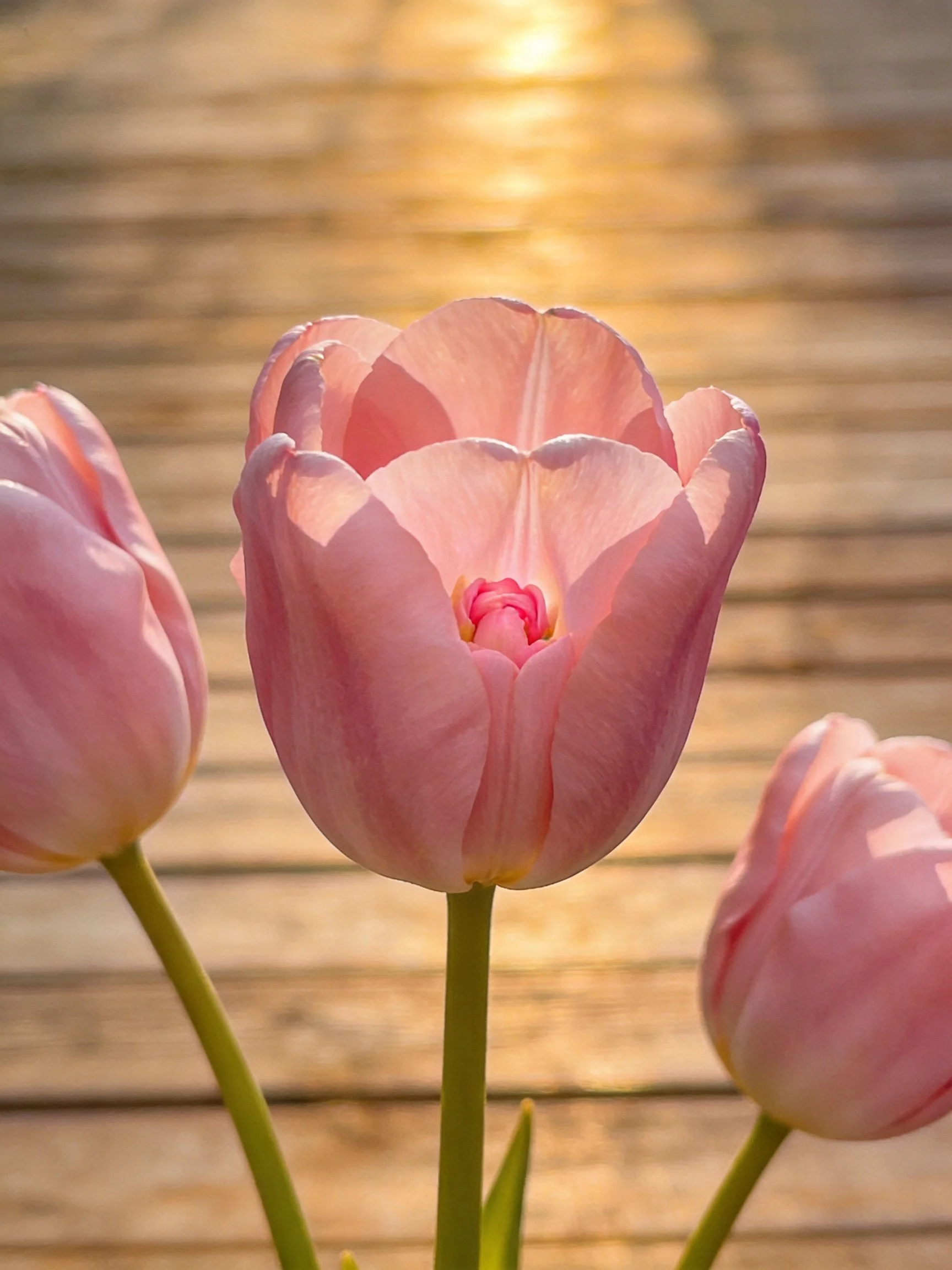 Three soft pink tulips bloom near a sunlit wooden surface