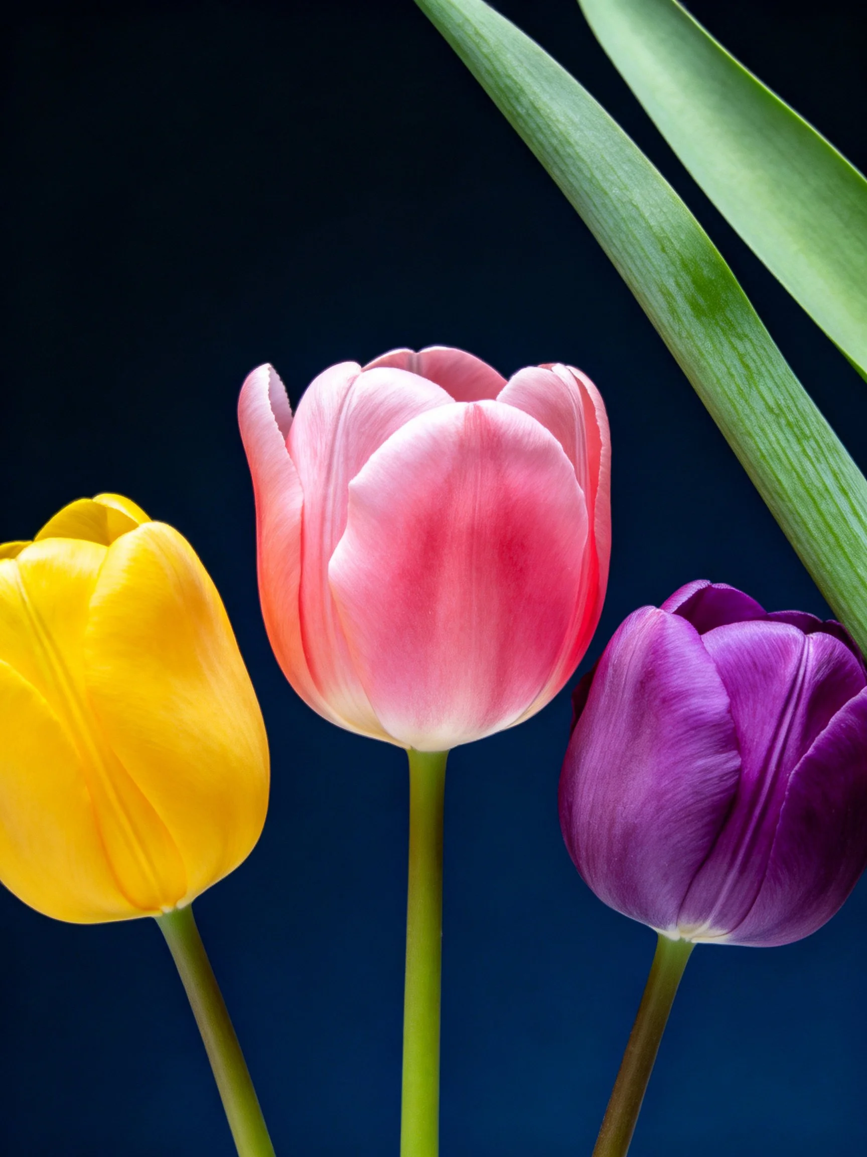 Three tulips in vibrant colors with green stems