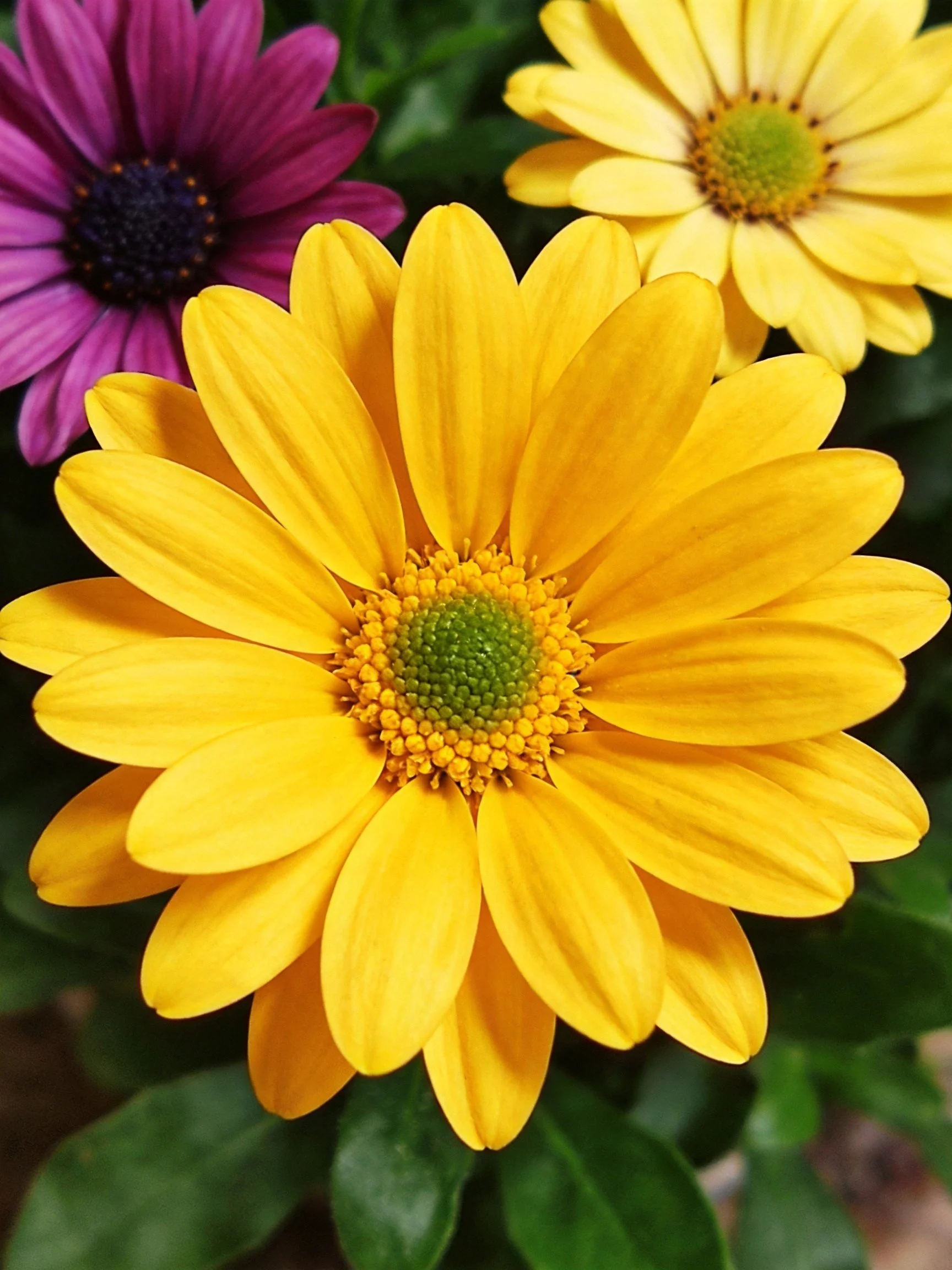 Three vibrant daisies with yellow and purple petals