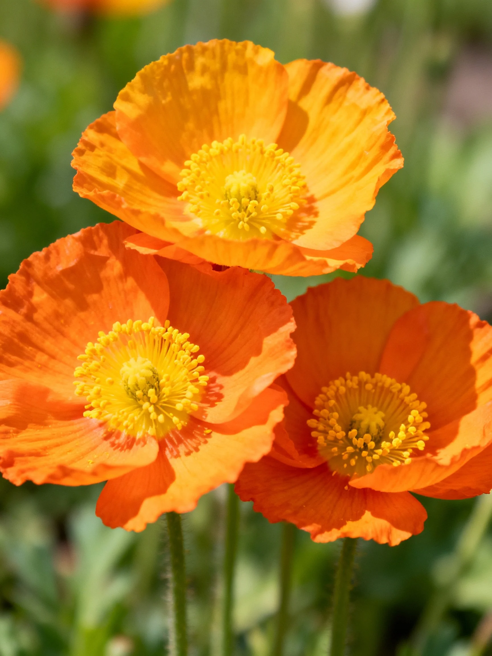 Three vibrant orange poppies with yellow centers