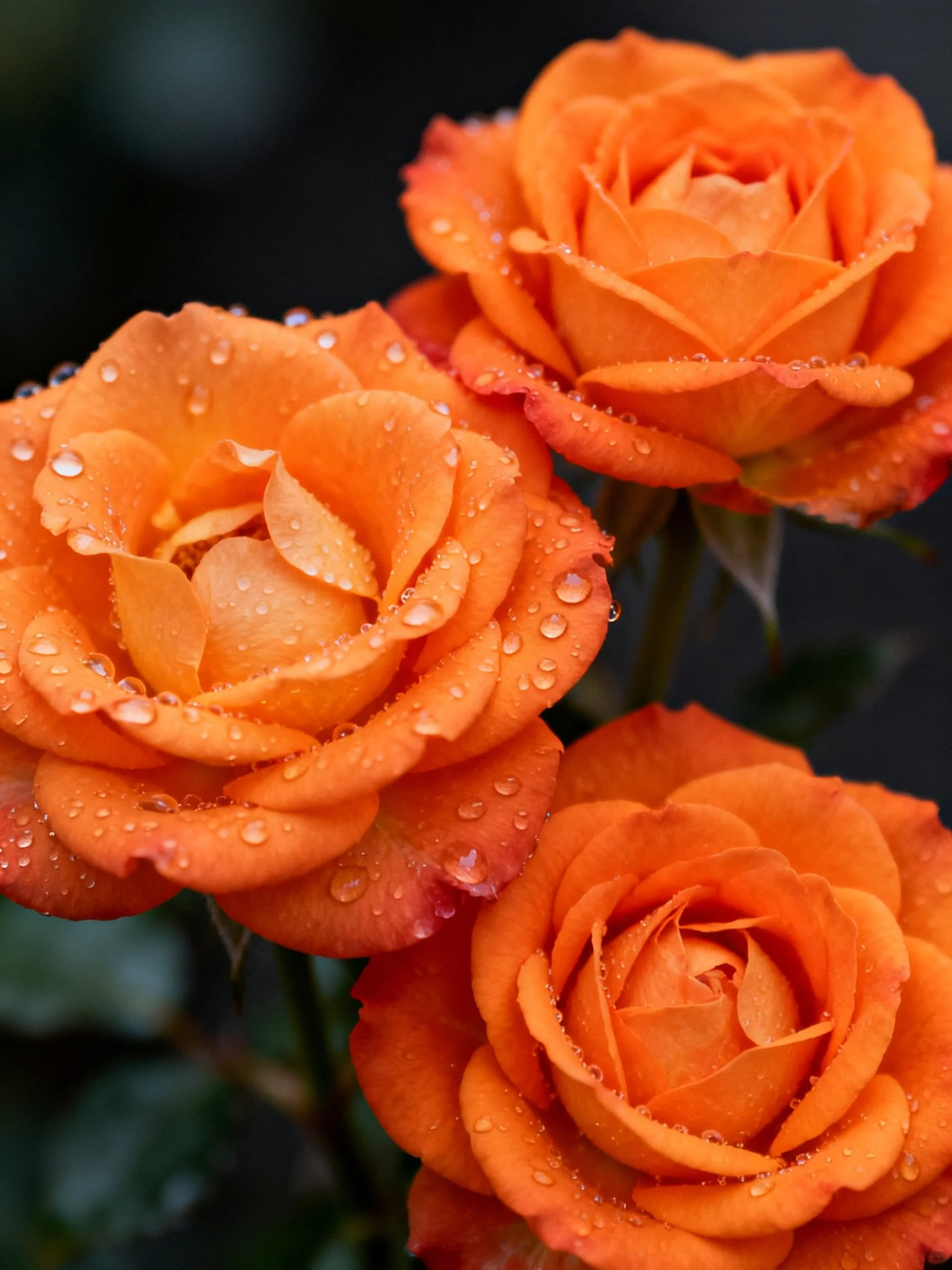 Three vibrant orange roses with dewdrops