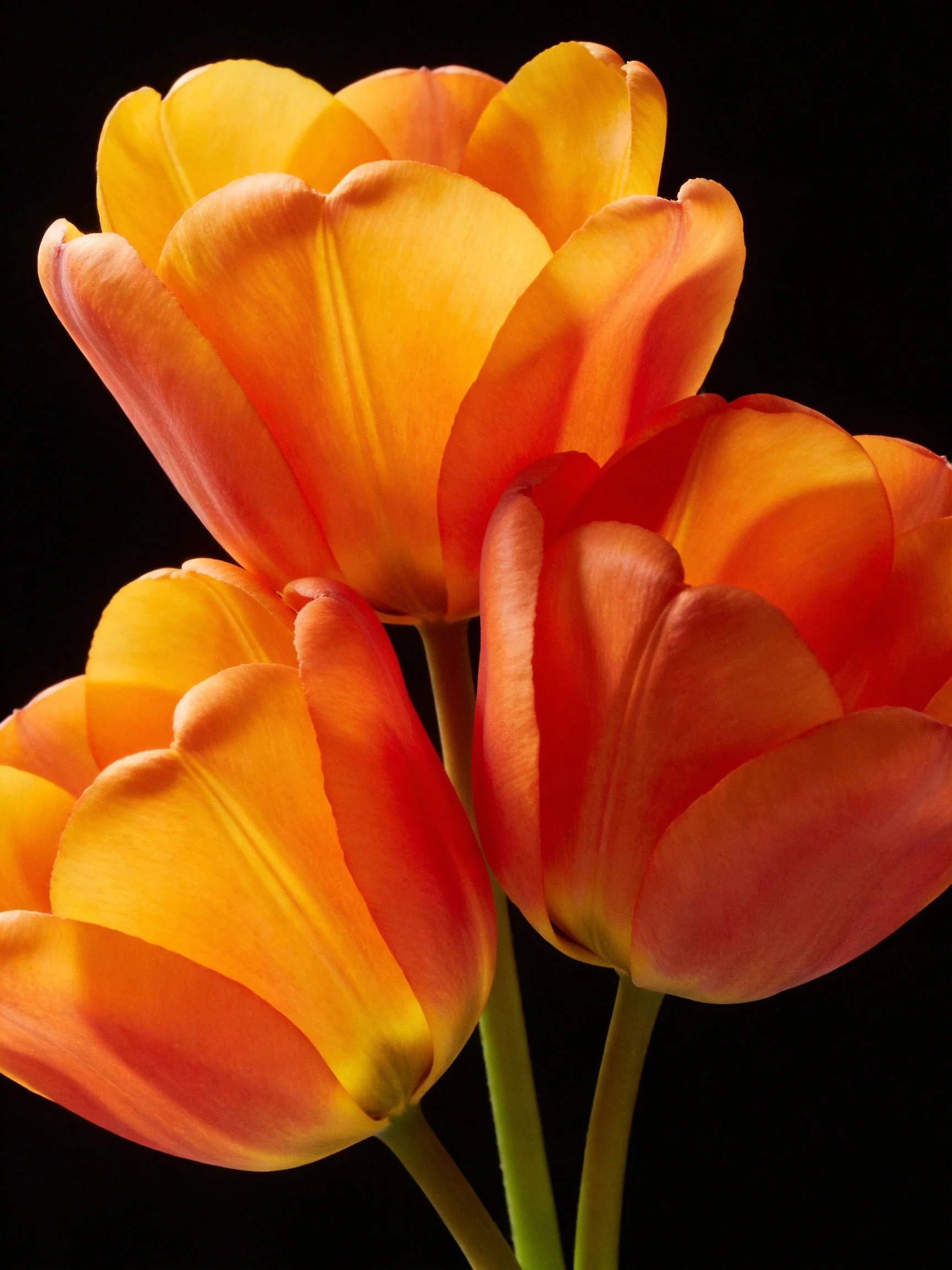 Three vibrant orange tulips clustered against a black backdrop