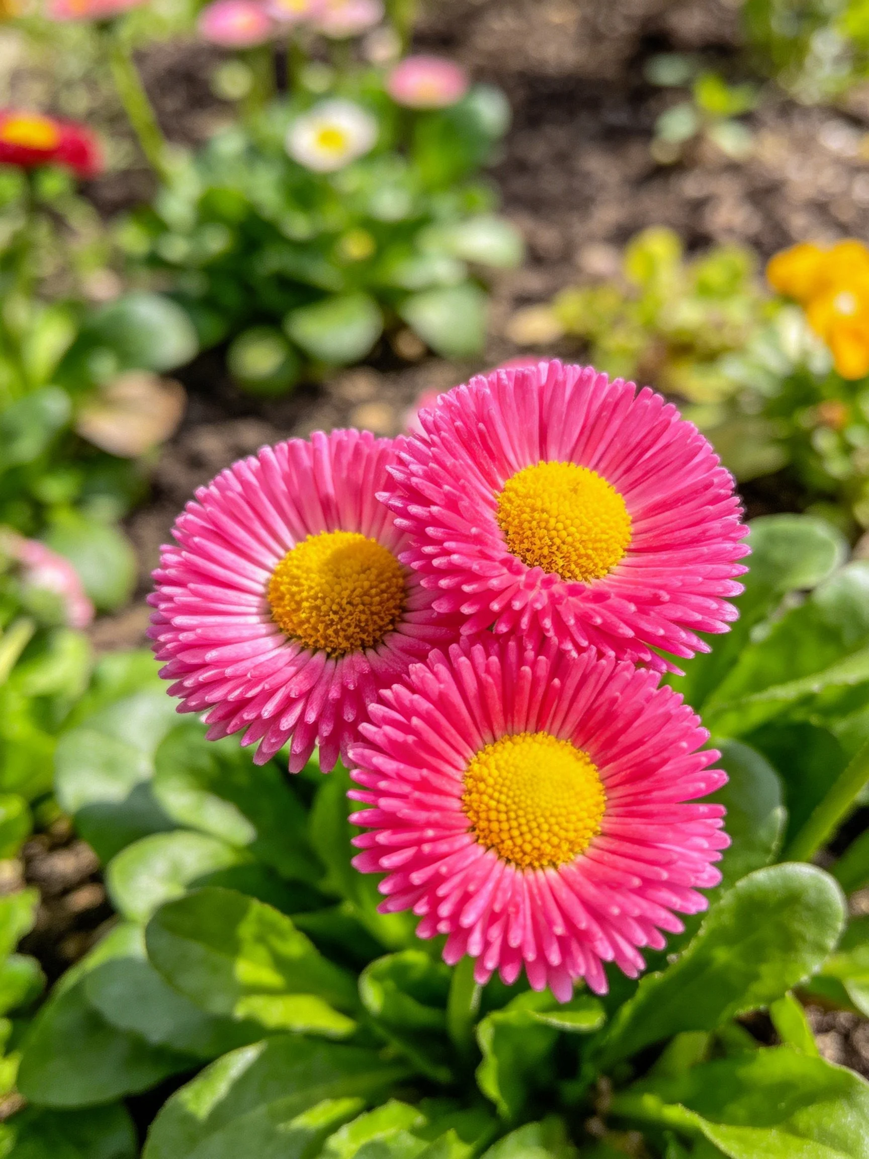 Three vibrant pink daisy - like flowers with yellow centers amid green foliage