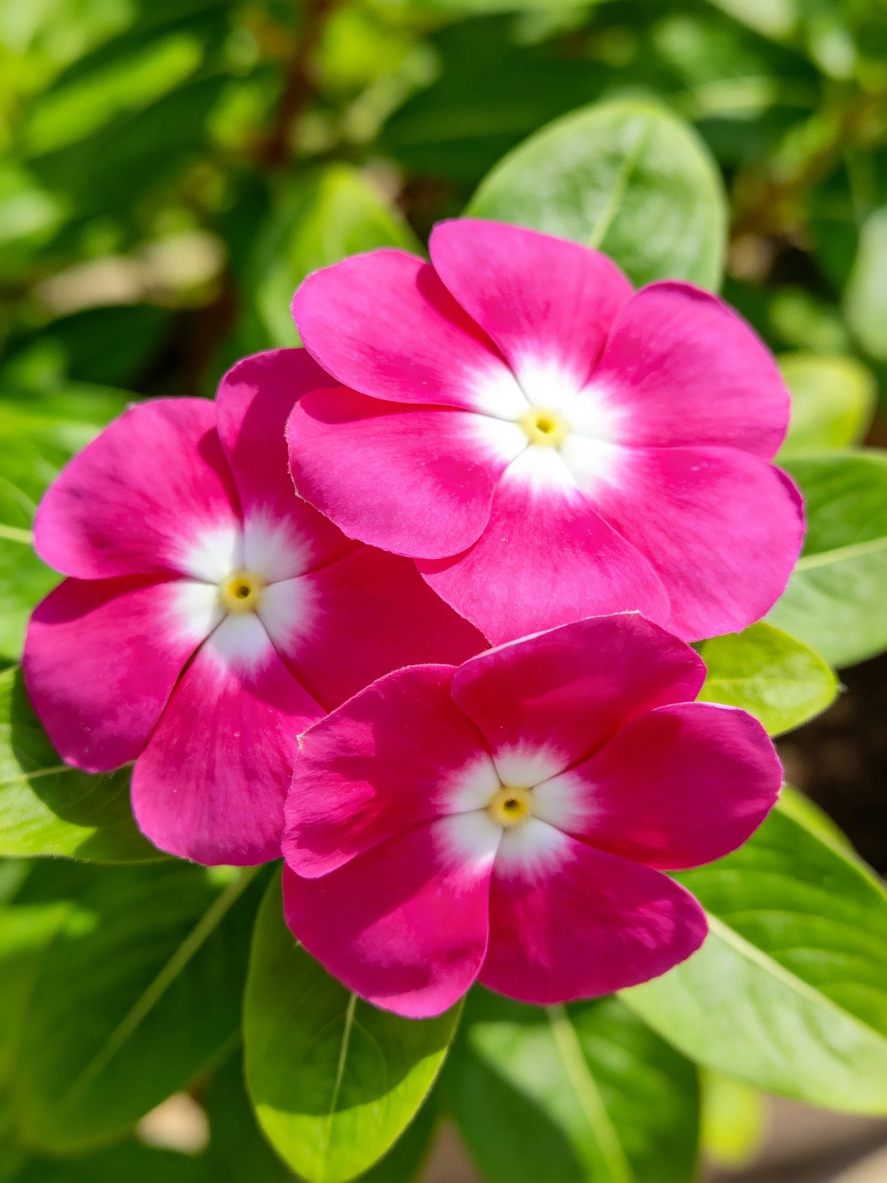 Three vibrant pink flowers with white centers amid lush green leaves