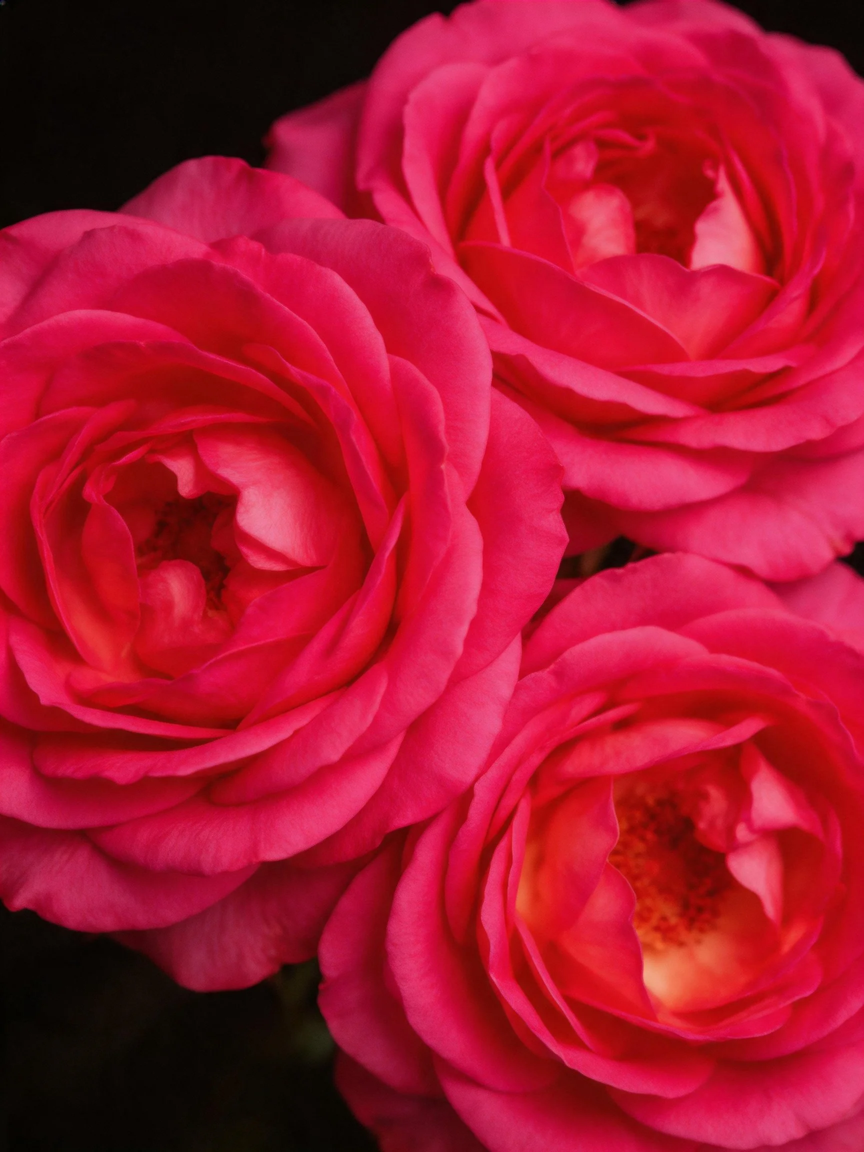 Three vibrant pink roses with layered petals