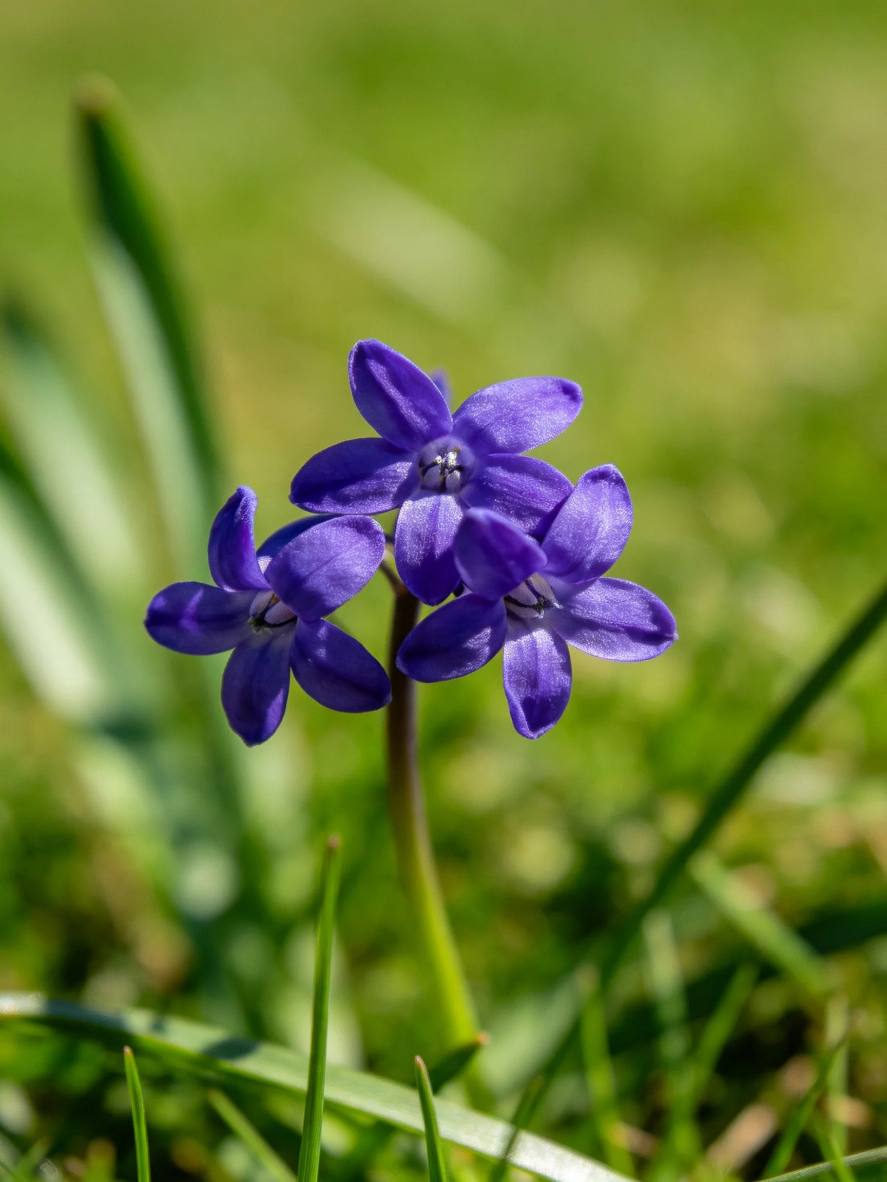 Three vibrant purple flowers bloom among lush green grass