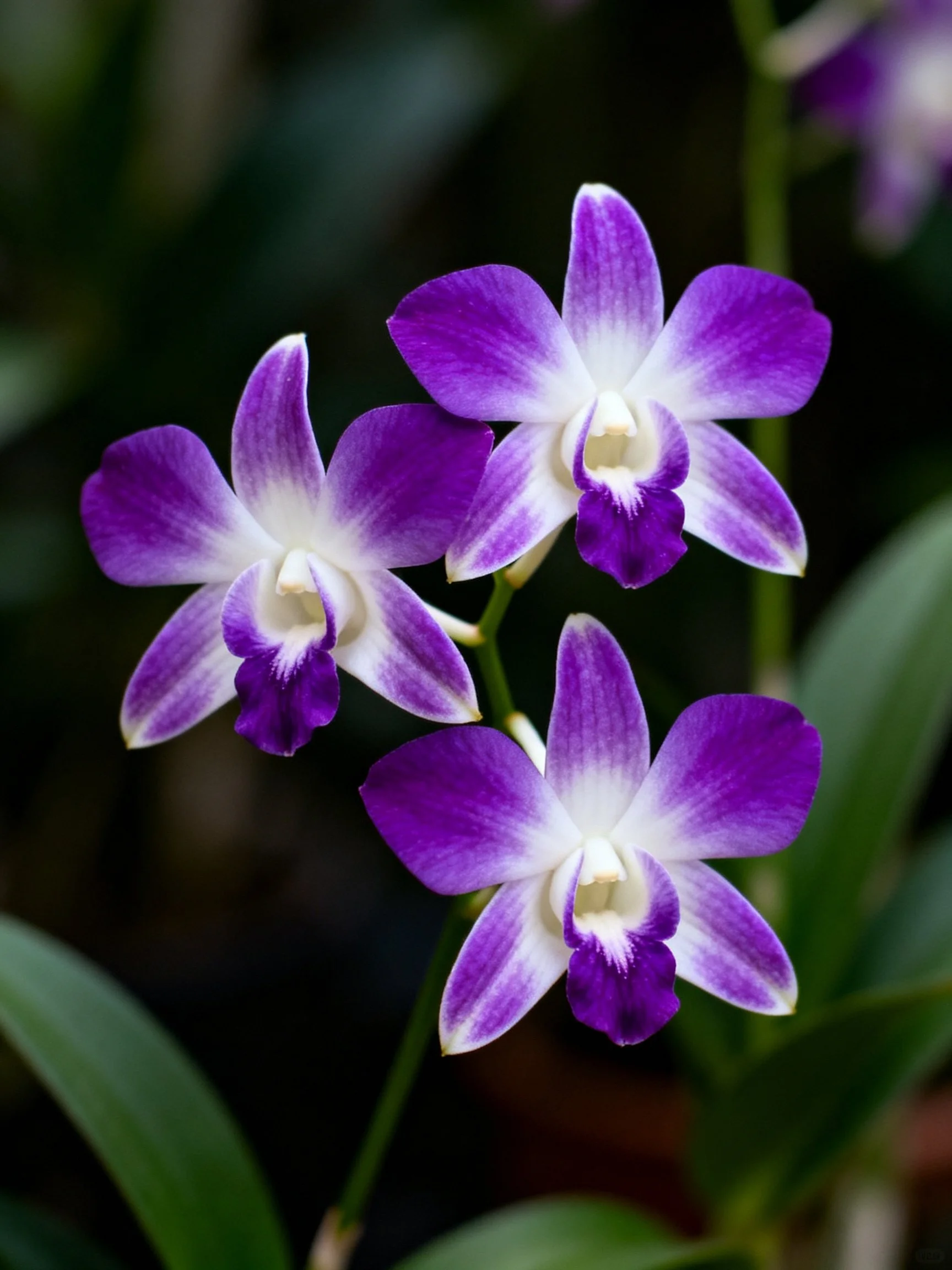 Three vibrant purple orchids with white accents against dark foliage