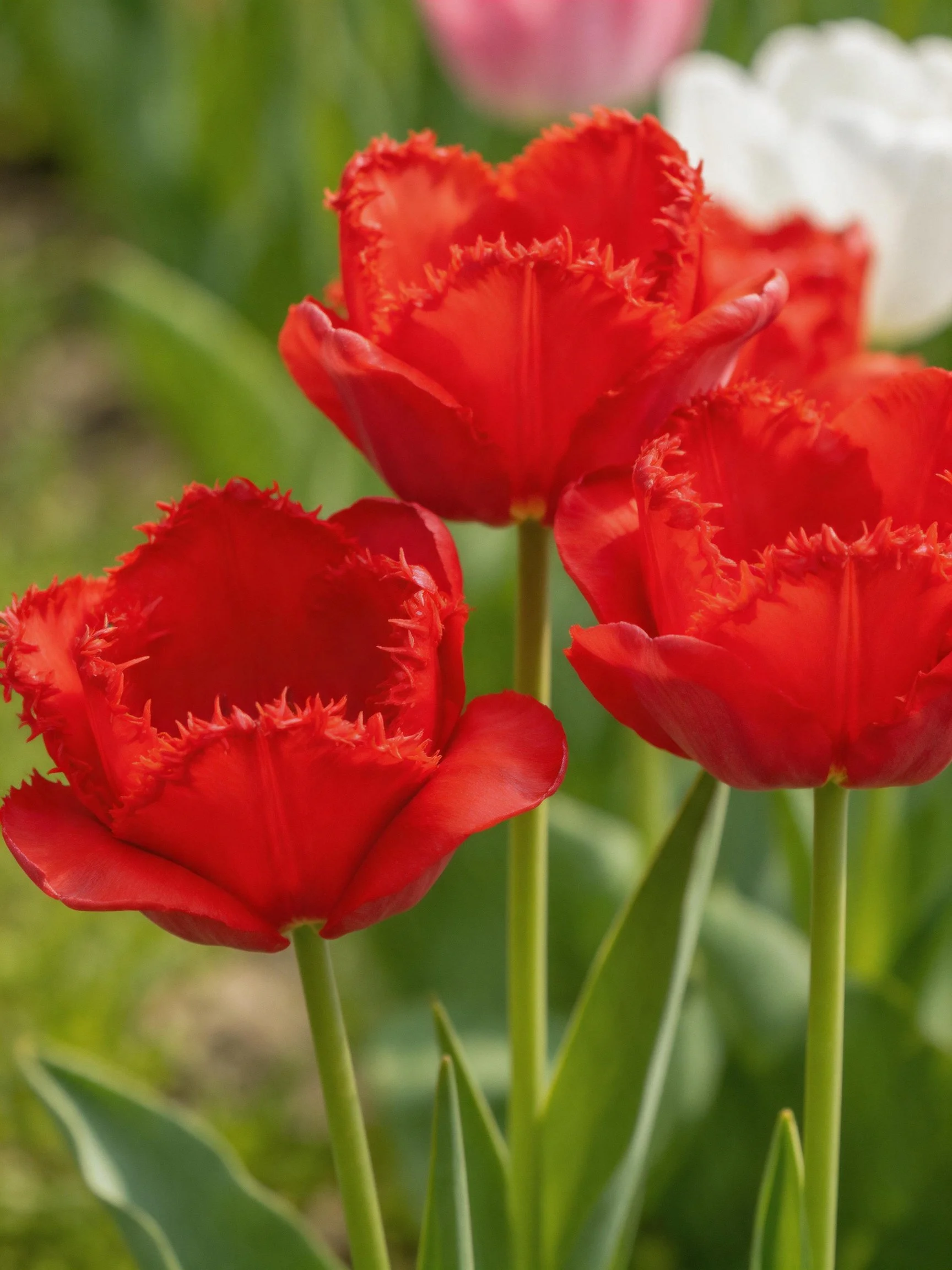 Three vibrant red fringed tulips with green foliage