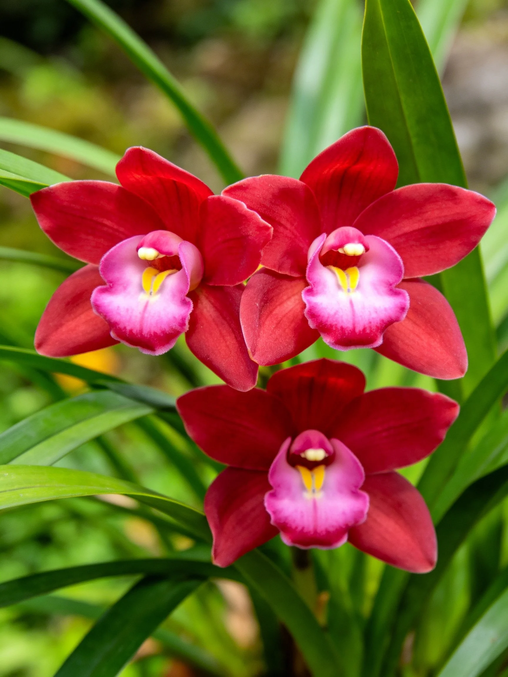 Three vibrant red orchids with pink centers amid lush green leaves
