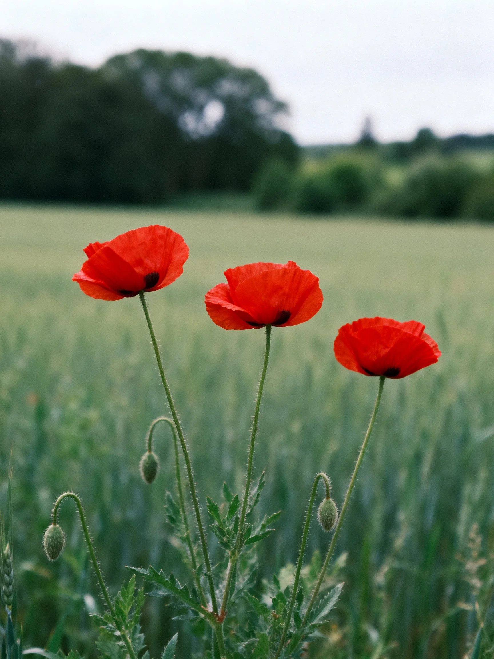 Three vibrant red poppies amid tall green grass