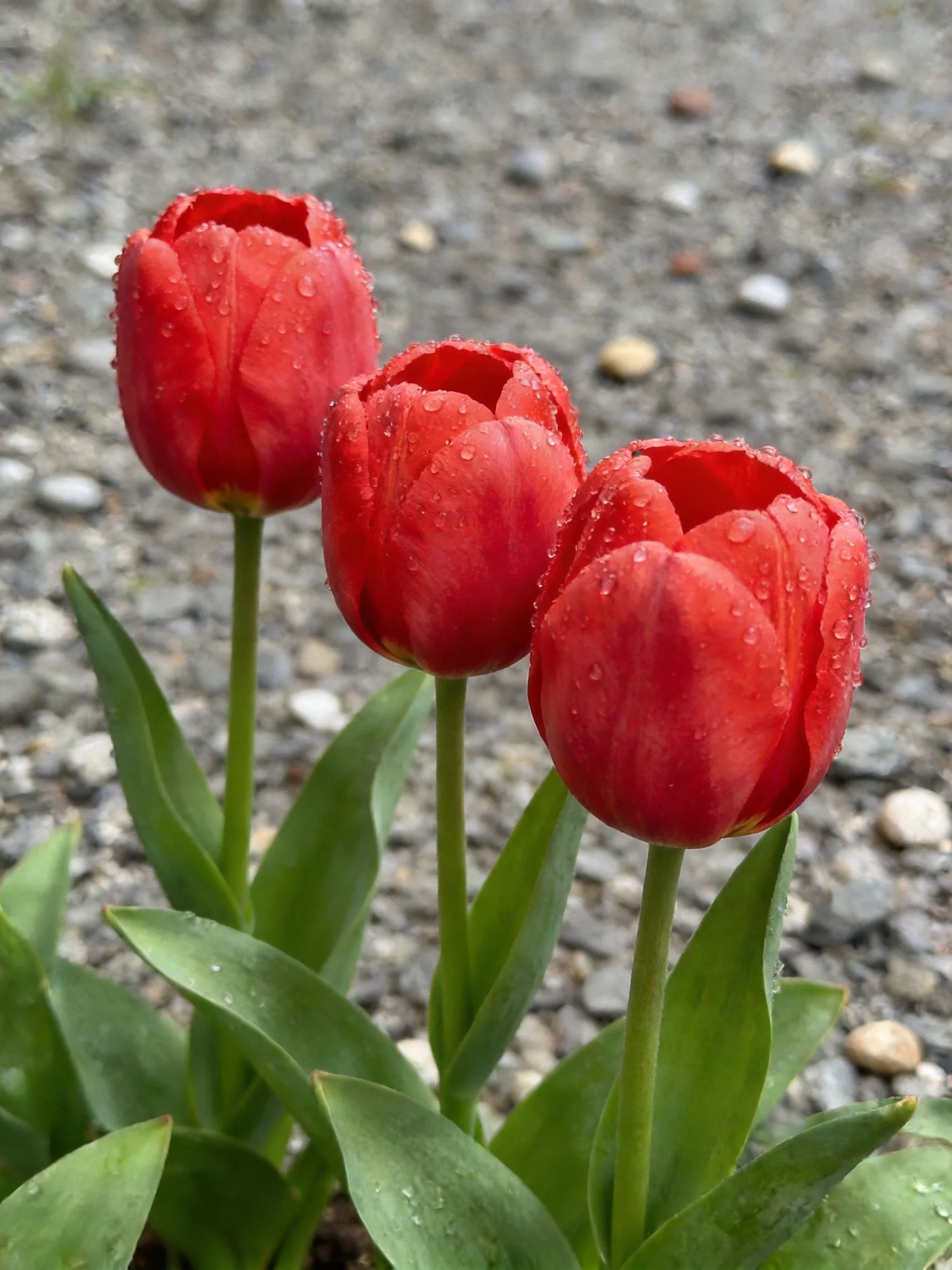 Three vibrant red tulips with dewdrops on green stems