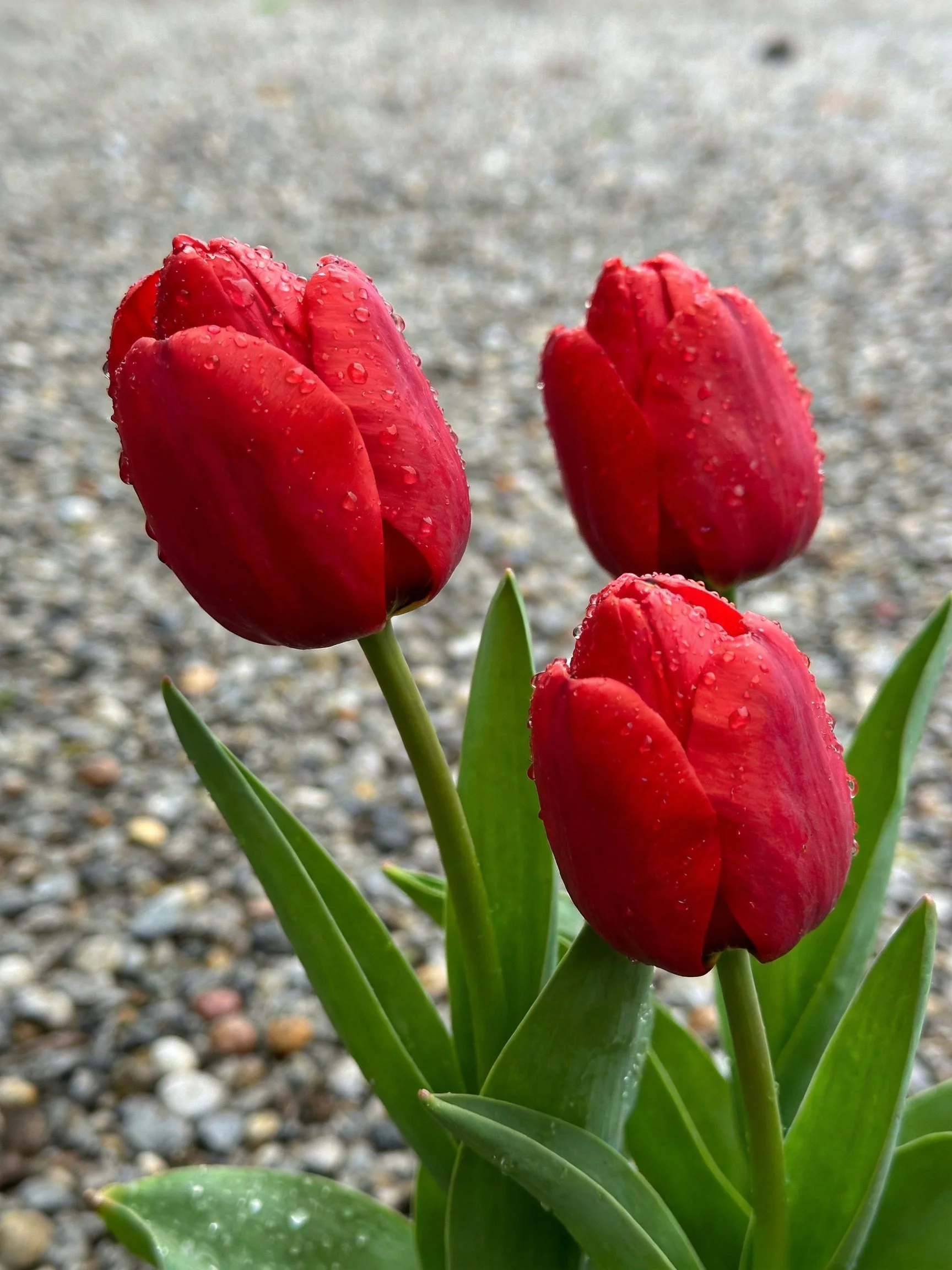 Three vibrant red tulips with water droplets near gravel