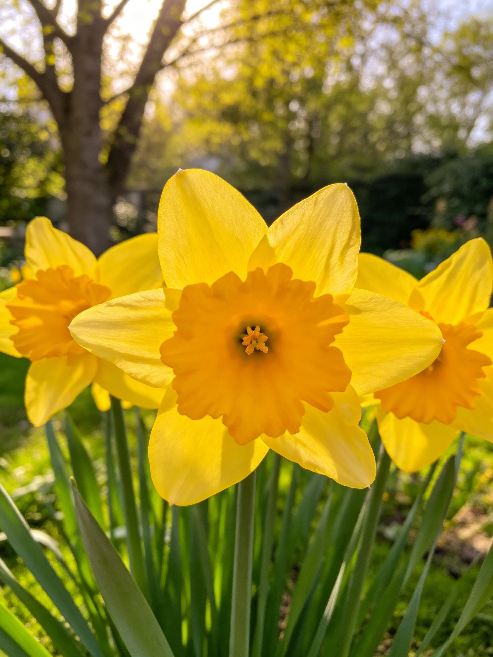 Three vibrant yellow daffodils blooming in a sunlit garden
