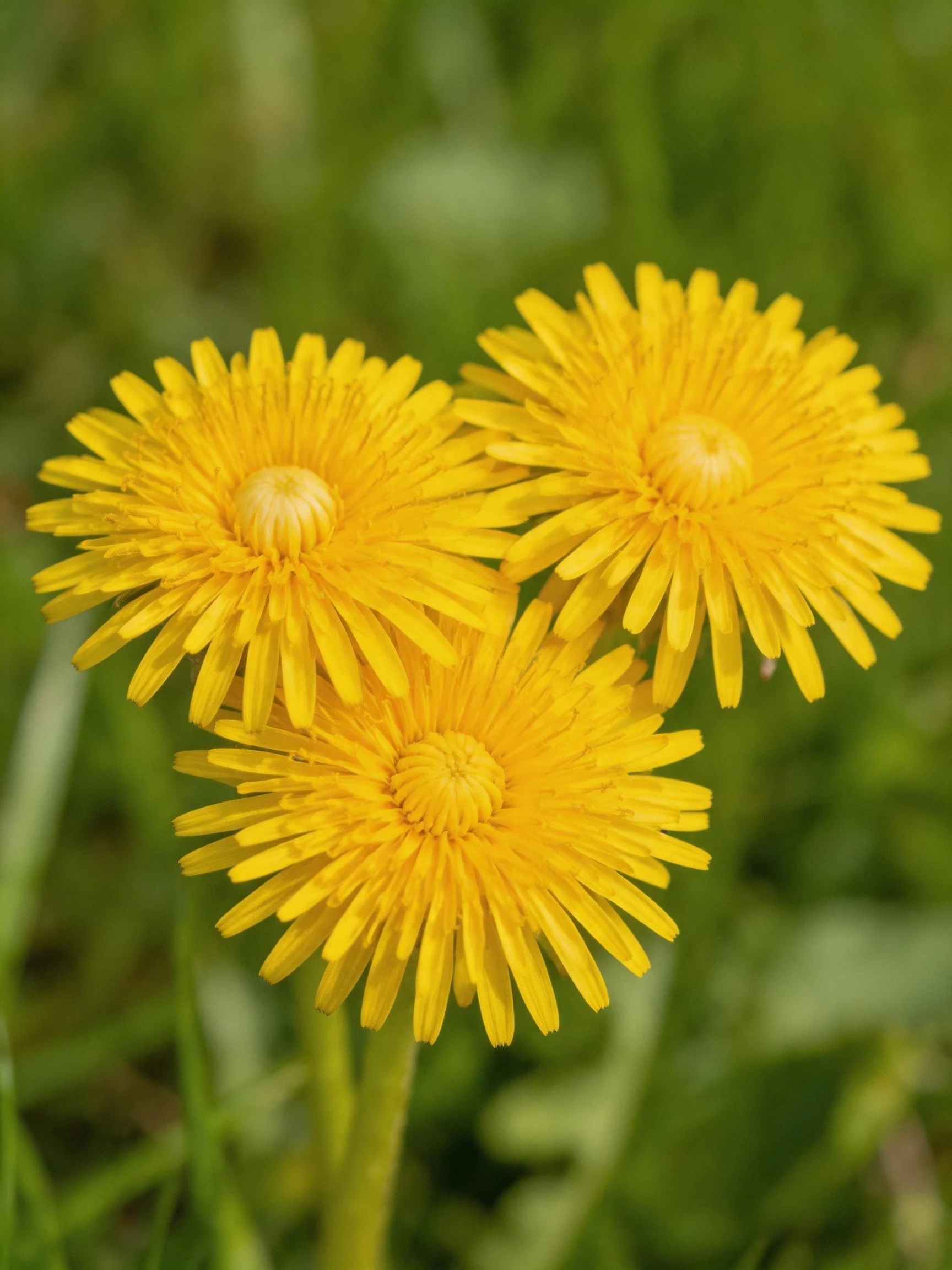 Three vibrant yellow dandelion blooms against green foliage