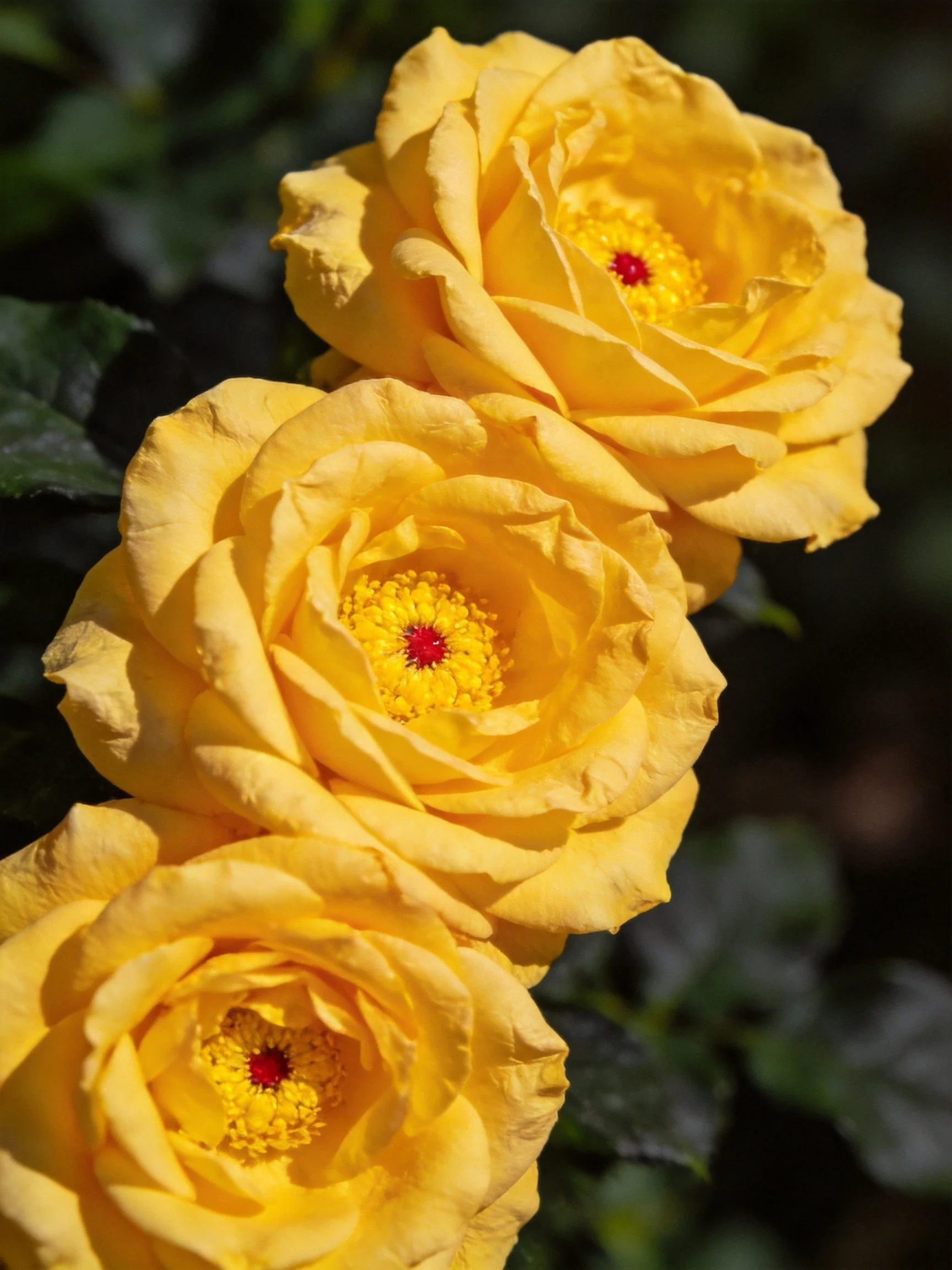 Three vibrant yellow roses with red centers against dark foliage