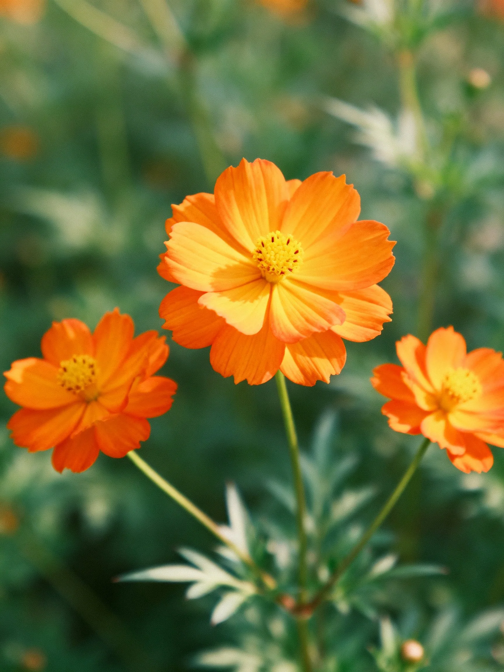 Three vivid orange flowers bloom among lush green foliage