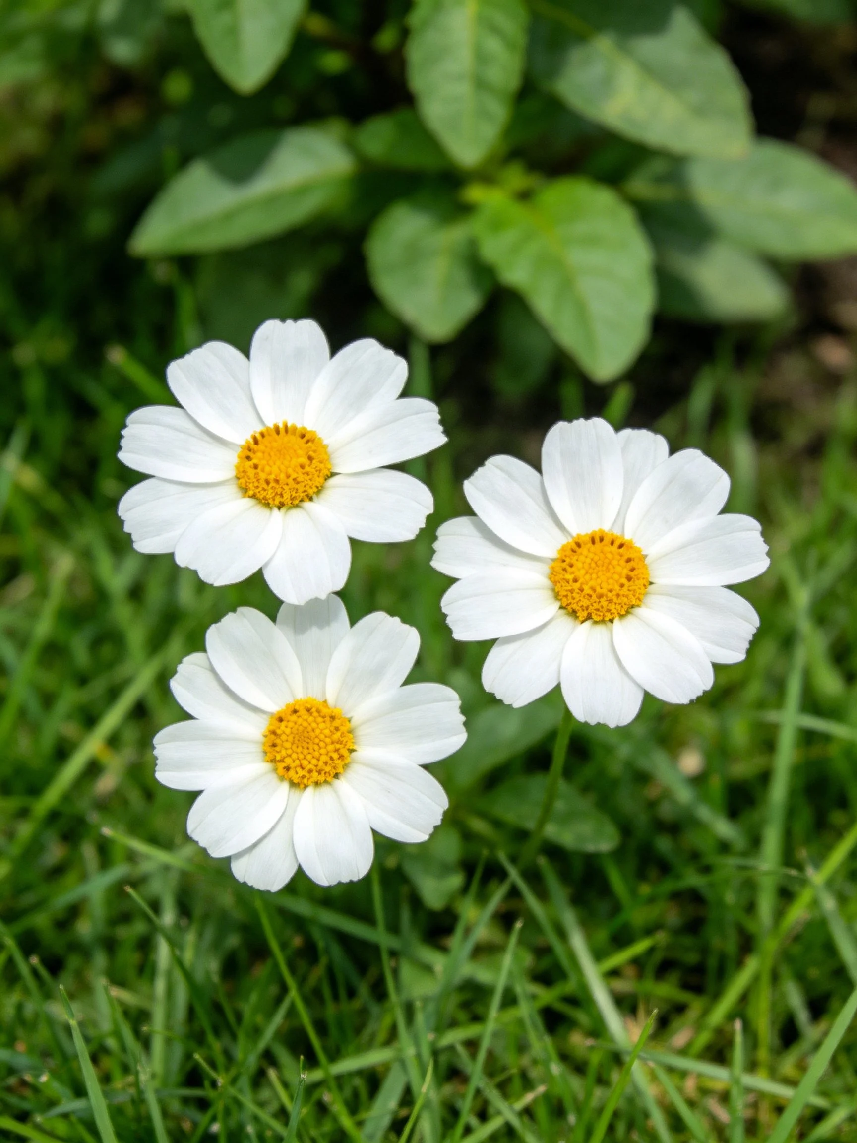 Three white daisy - like flowers with yellow centers amid green foliage