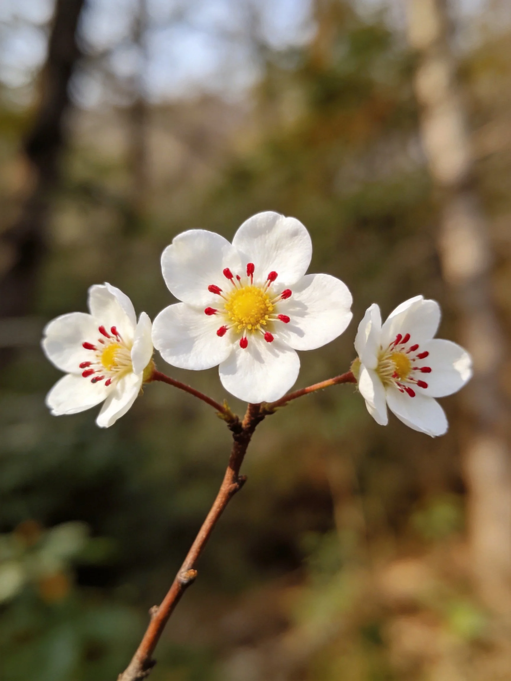 Three white flowers with red stamens bloom on a brown branch
