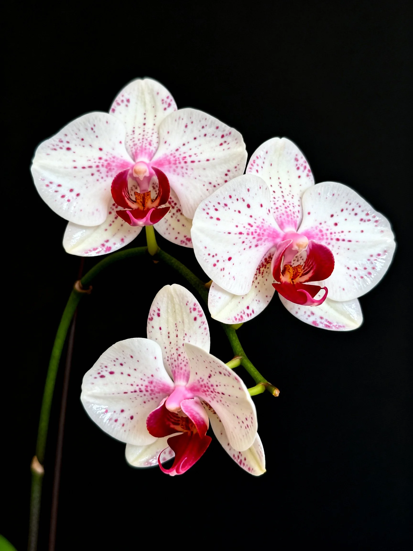 Three white orchids with pink speckles and red centers