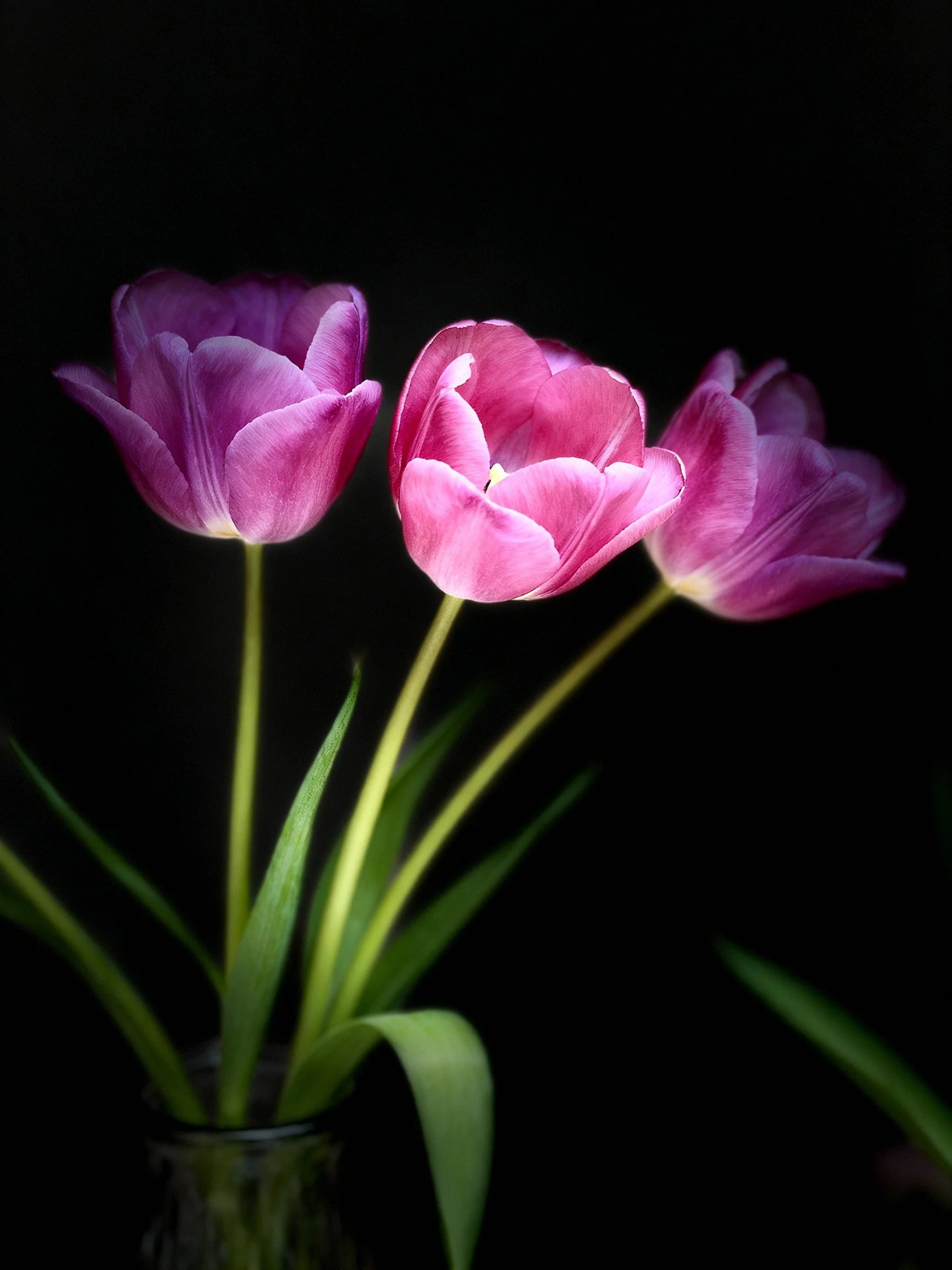 Threepink tulips arranged in a glass vase with a dark background