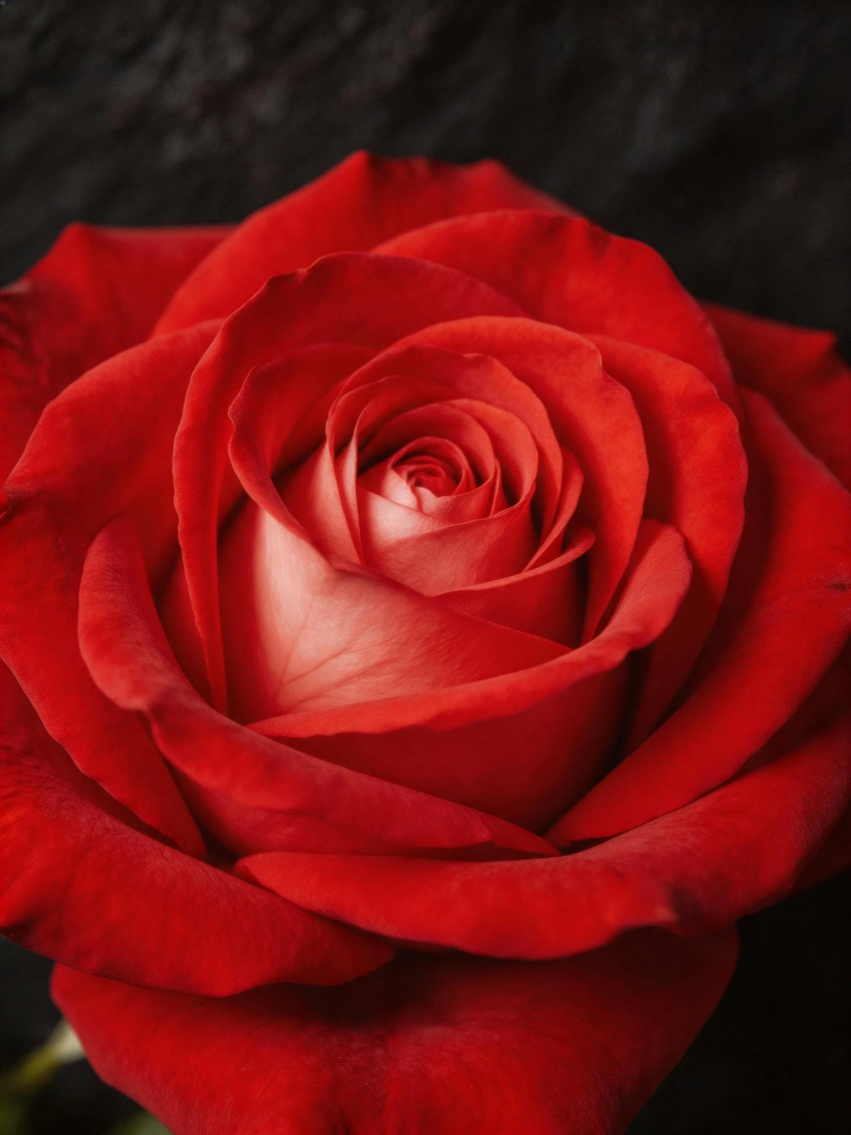 Tight close-up of a vibrant red rose with layered petals