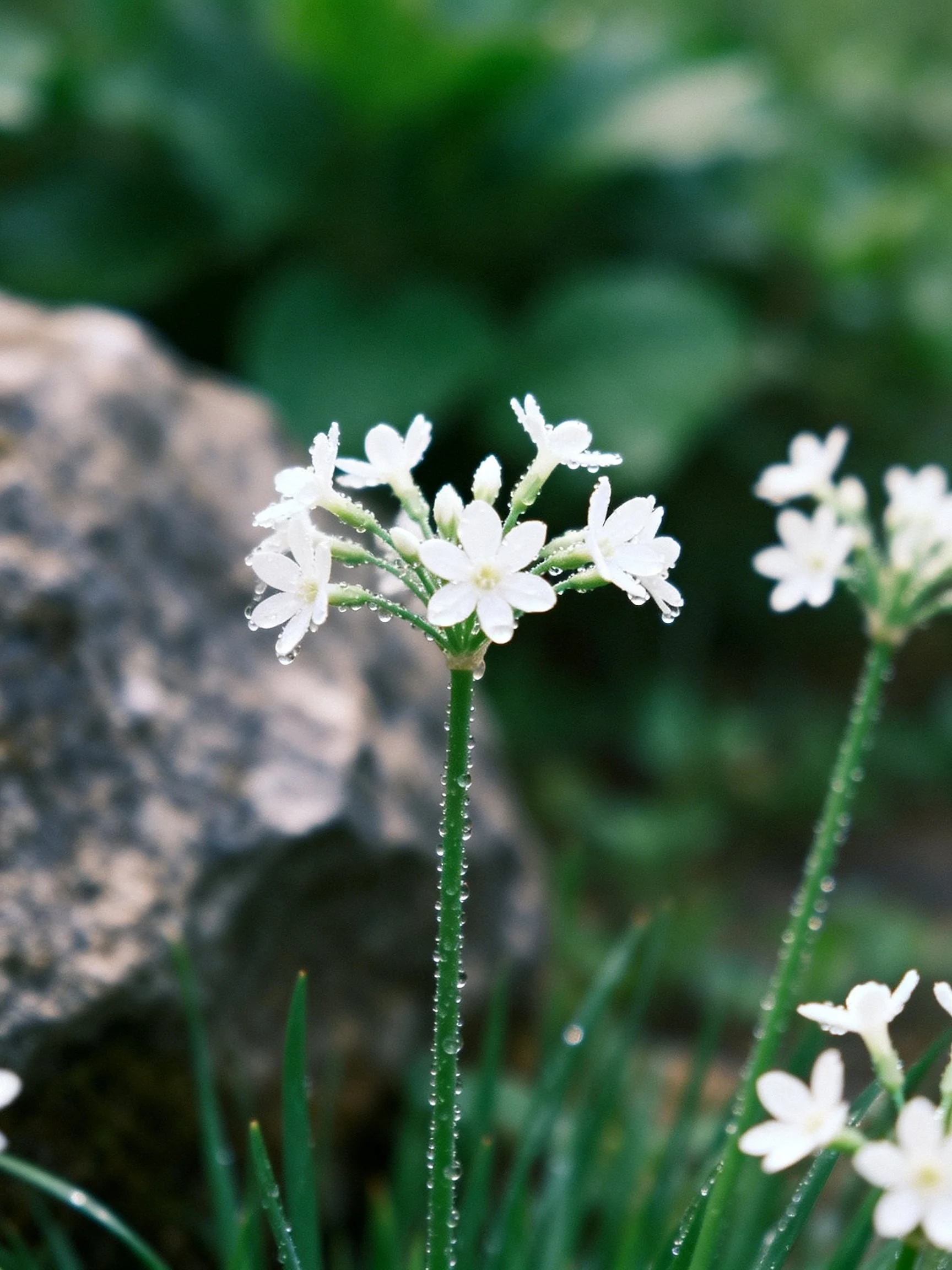 Tiny white clustered flowers with dewdrops beside a large rock amid greenery