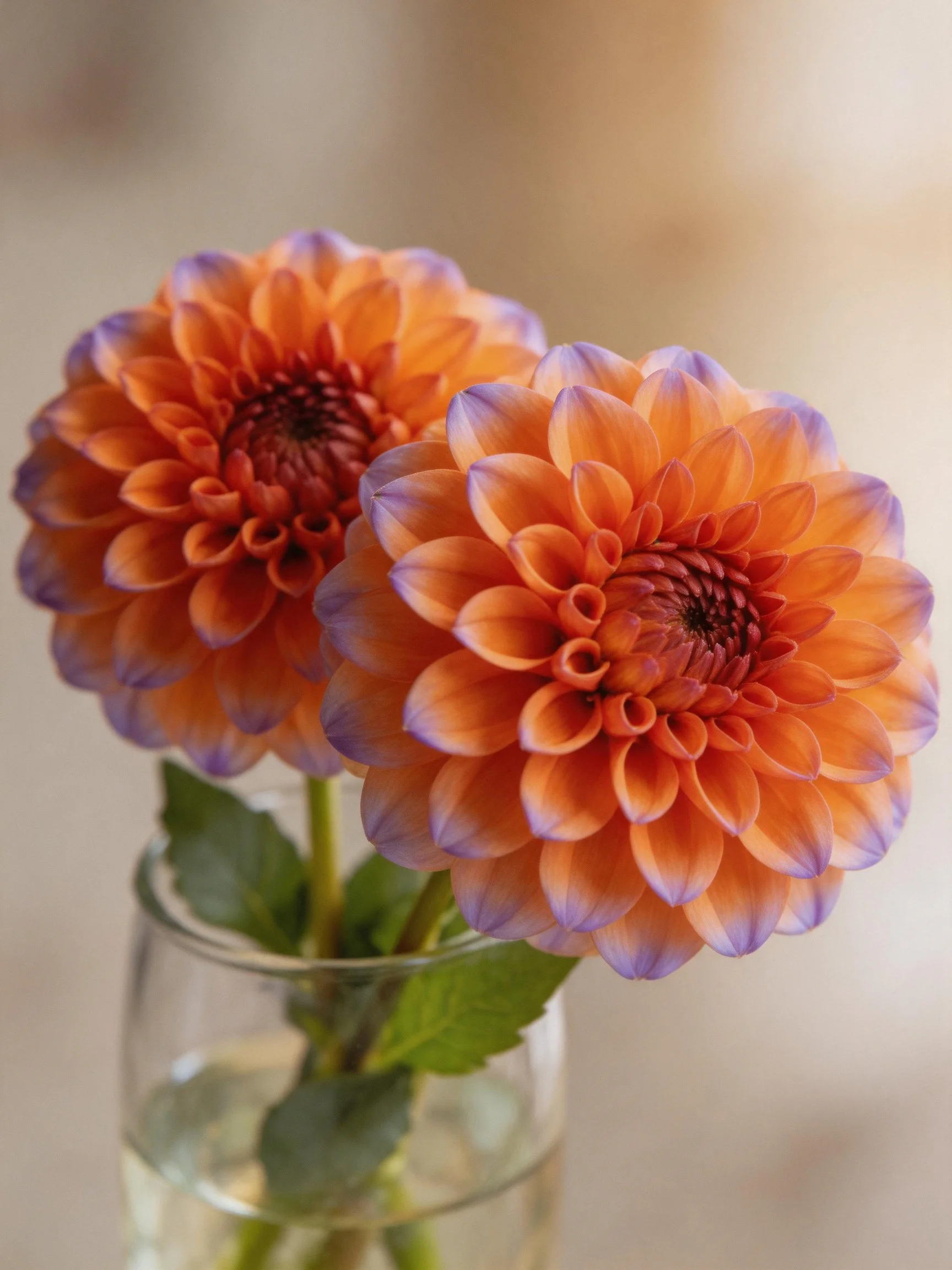 Two Orange-Purple Dahlias in a Clear Glass Vase